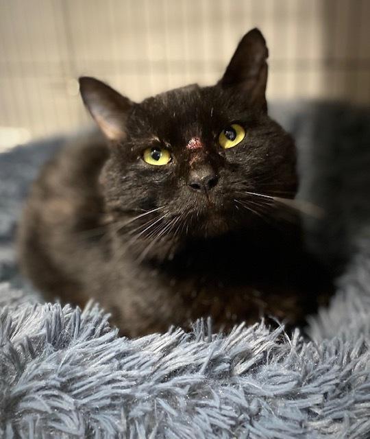 Toucan, a Adoptable Domestic Short Hair in Duxbury, MA image 1/2