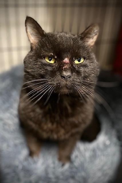 Toucan, a Adoptable Domestic Short Hair in Duxbury, MA image 2/2