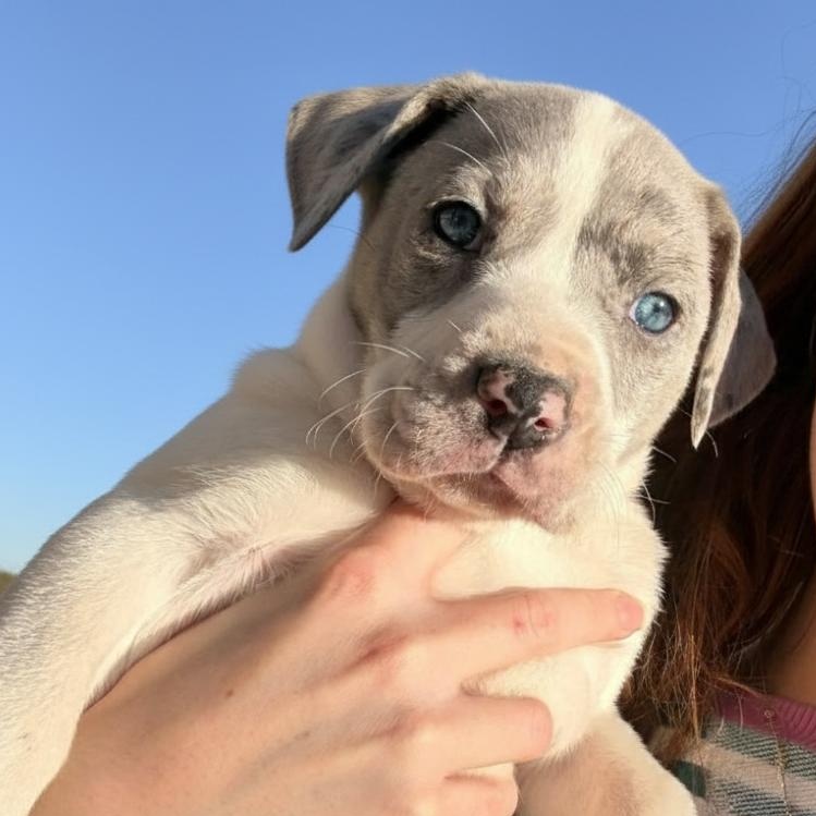 Skittles, ADOPTABLE, Puppy Female Mixed Breed.