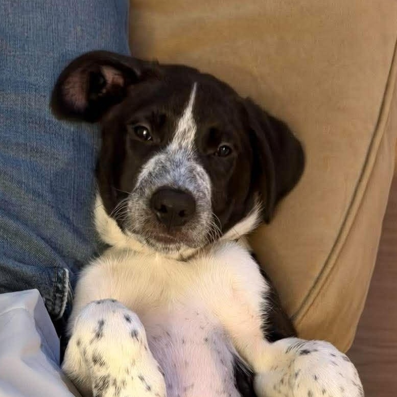 Enlarge James Clerk Maxwell, a Adoptable mixed breed in Bloomfield, NY image 2/6