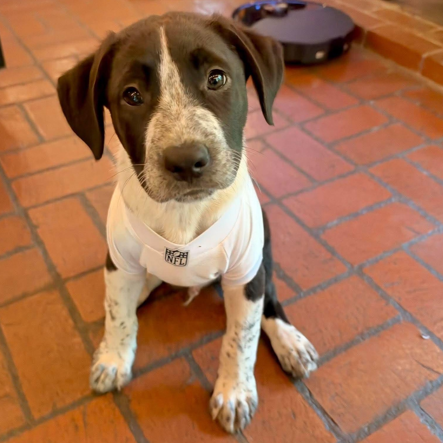 Enlarge James Clerk Maxwell, a Adoptable mixed breed in Bloomfield, NY image 3/6