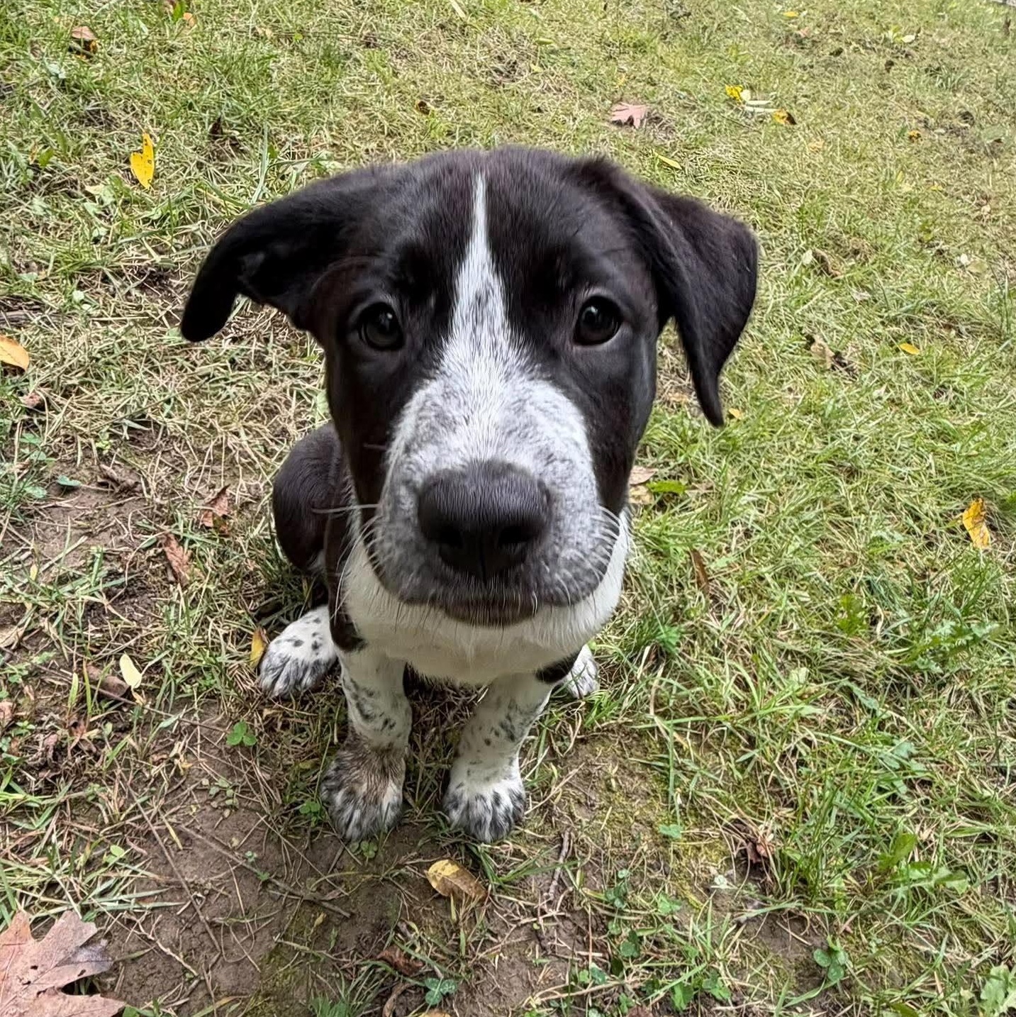 Enlarge James Clerk Maxwell, a Adoptable mixed breed in Bloomfield, NY image 5/6