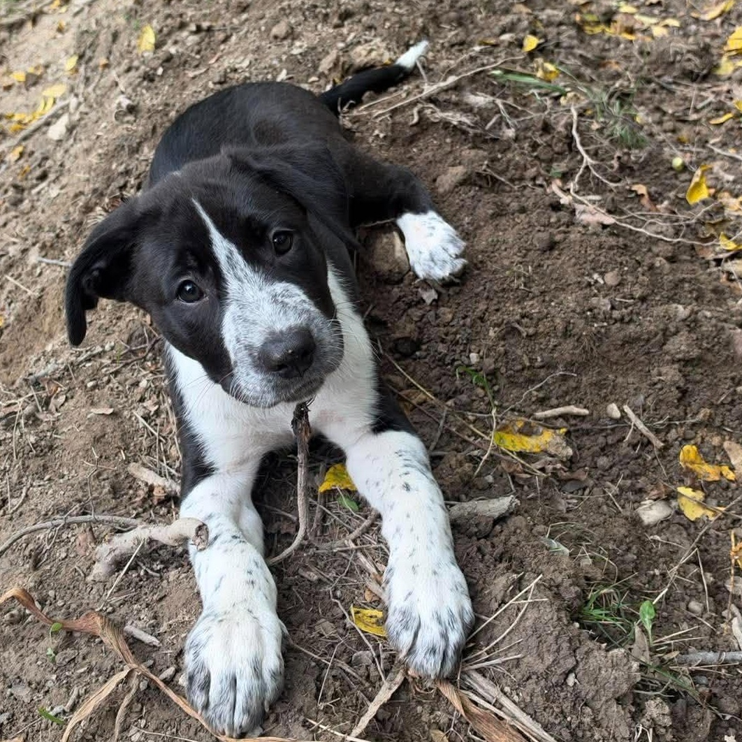 Enlarge James Clerk Maxwell, a Adoptable mixed breed in Bloomfield, NY image 6/6