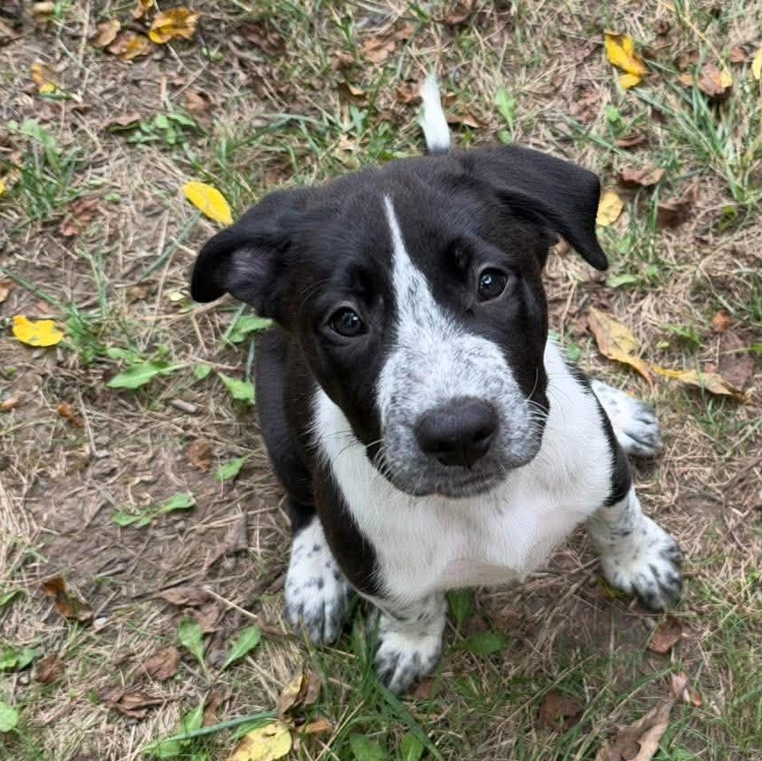 Enlarge James Clerk Maxwell, a Adoptable mixed breed in Bloomfield, NY image 4/6