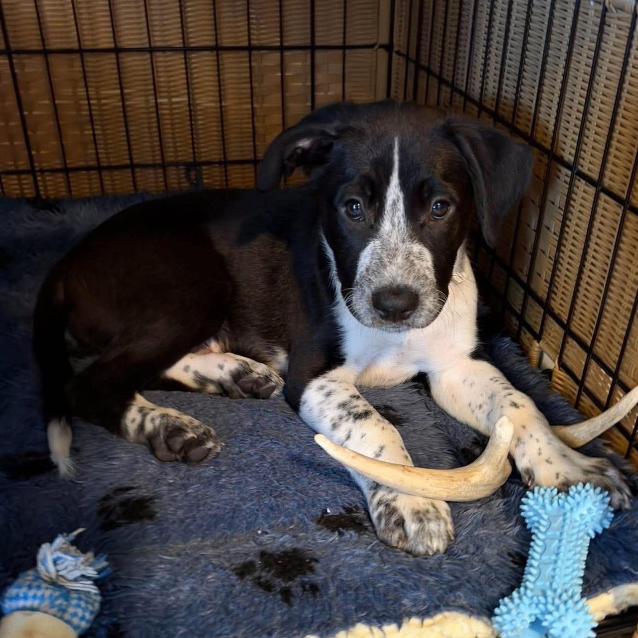 Enlarge James Clerk Maxwell, a Adoptable mixed breed in Bloomfield, NY image 1/6