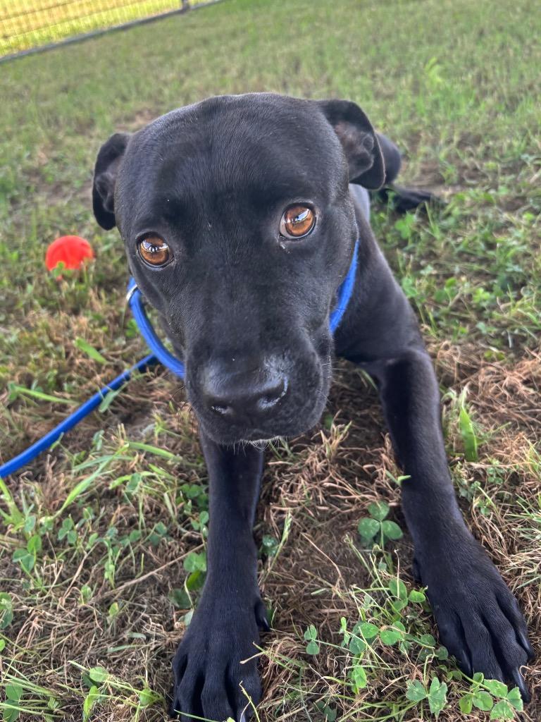 Enlarge Peggy, a Adoptable Labrador Retriever in Greenwood, MS image 1/1