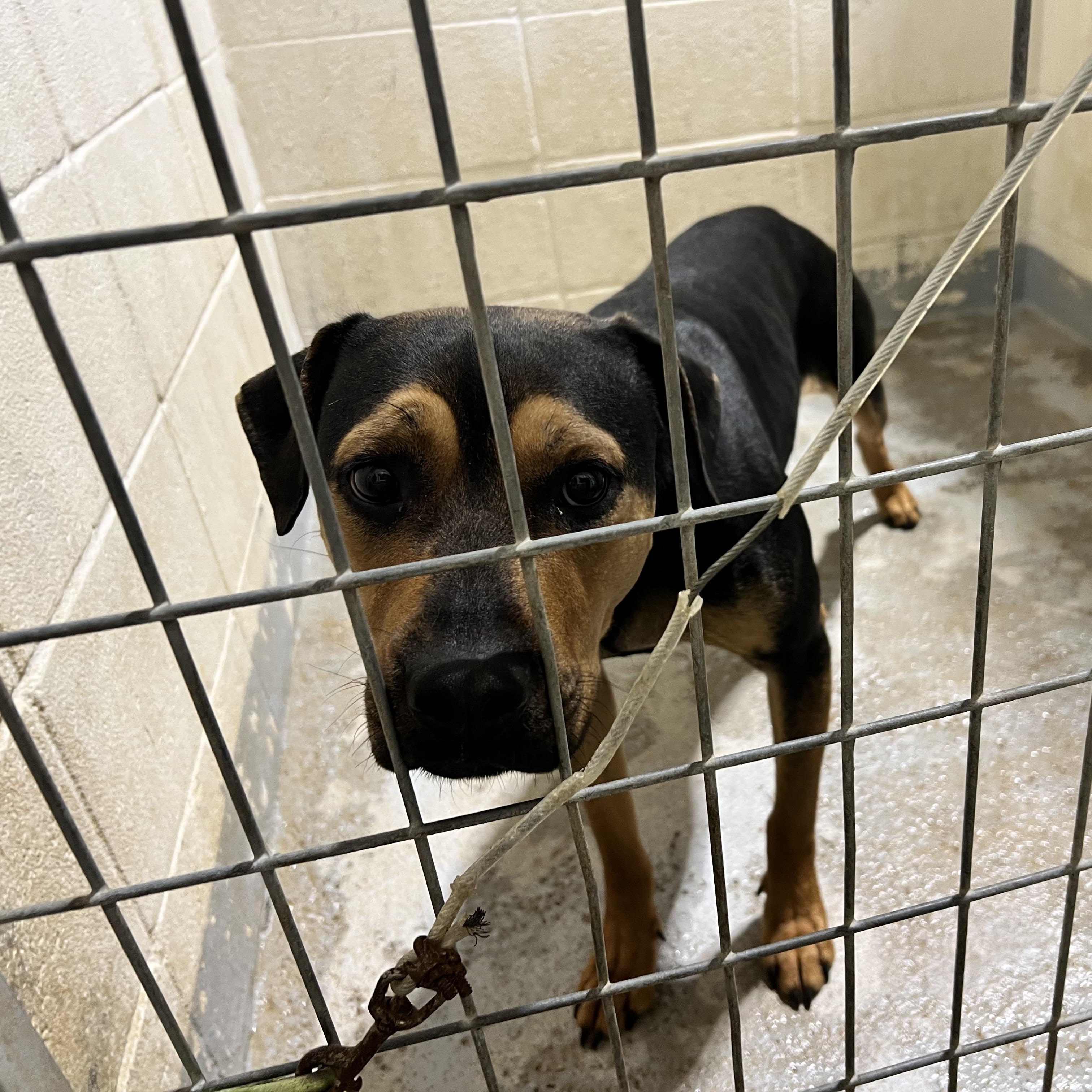 Enlarge Emily, a ADOPTABLE mixed breed in Hollister, MO image 3/4