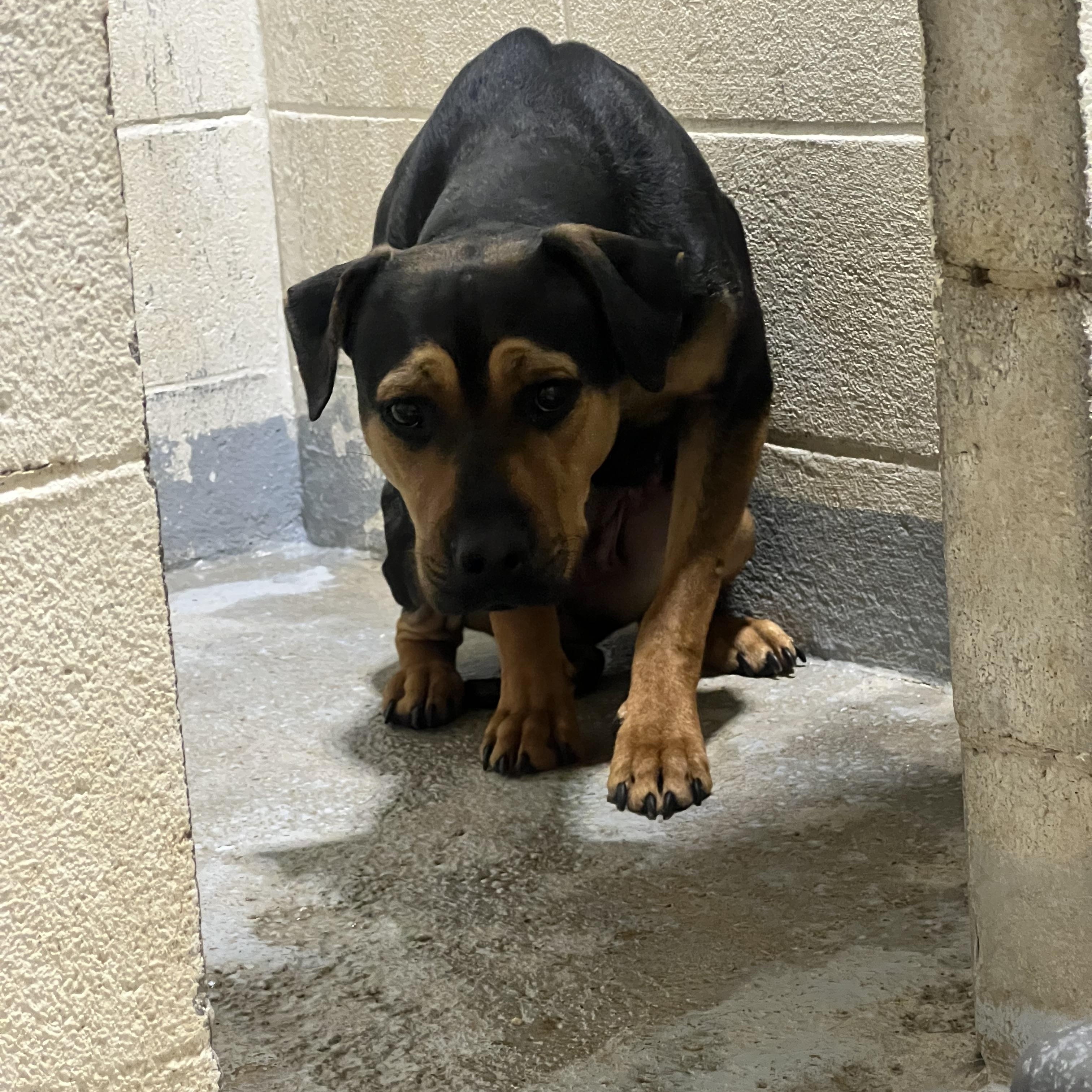 Enlarge Emily, a ADOPTABLE mixed breed in Hollister, MO image 2/4