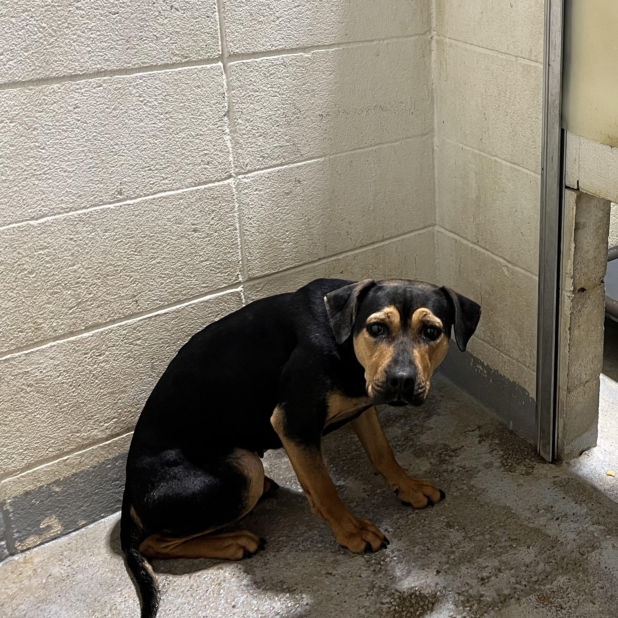 Enlarge Emily, a ADOPTABLE mixed breed in Hollister, MO image 4/4