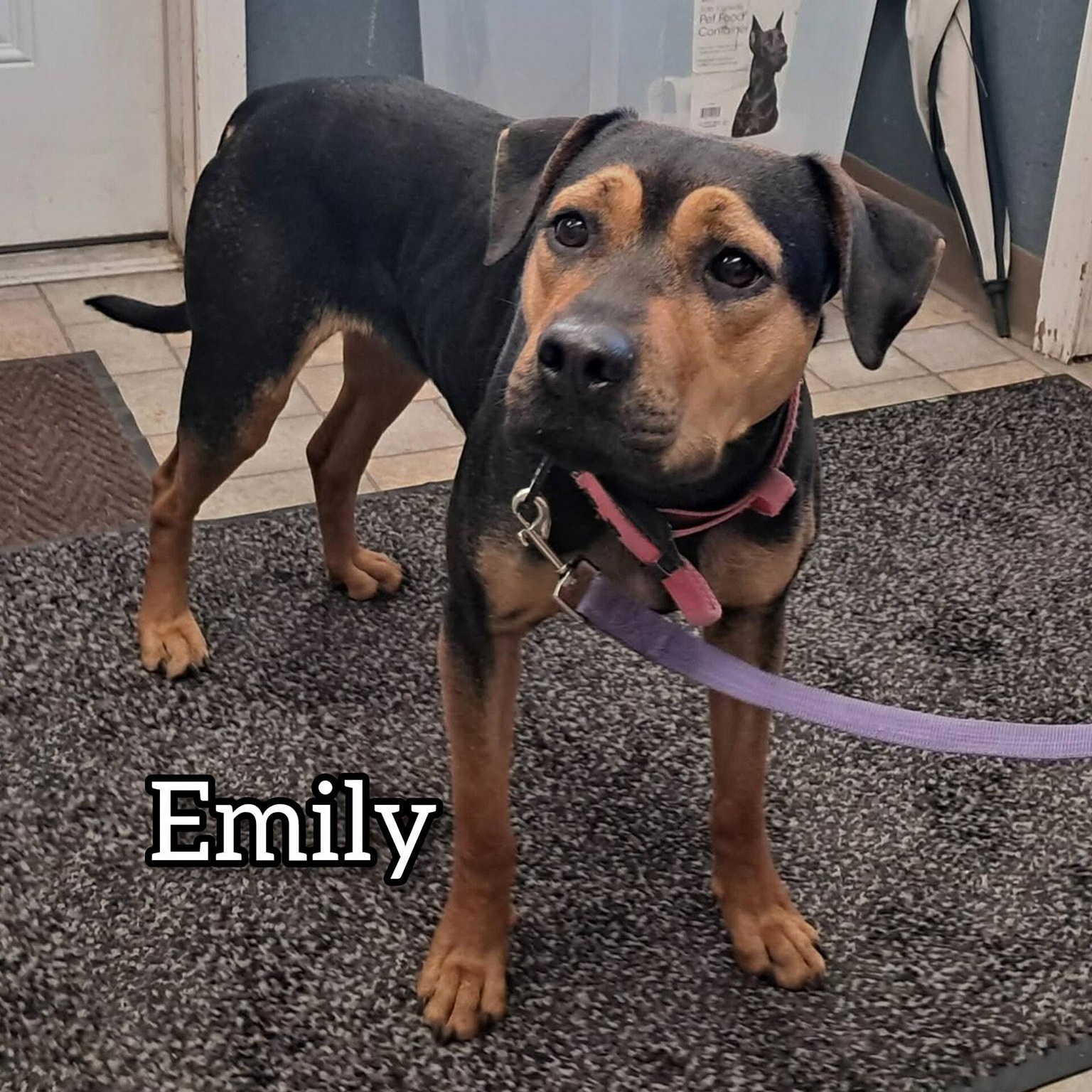 Enlarge Emily, a ADOPTABLE mixed breed in Hollister, MO image 1/4