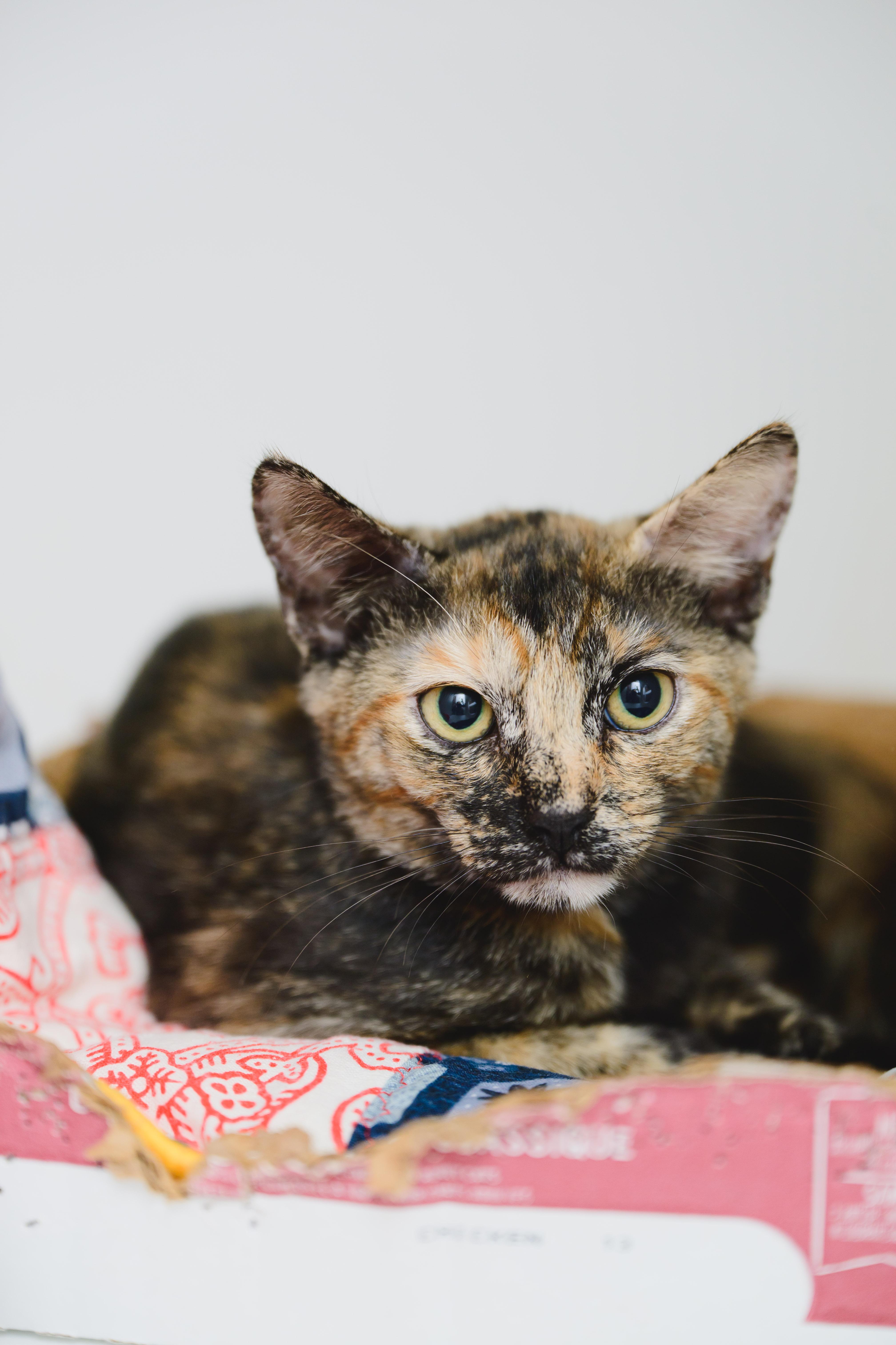 Enlarge Petunia, a Adoptable Domestic Short Hair in Honolulu, HI image 1/6
