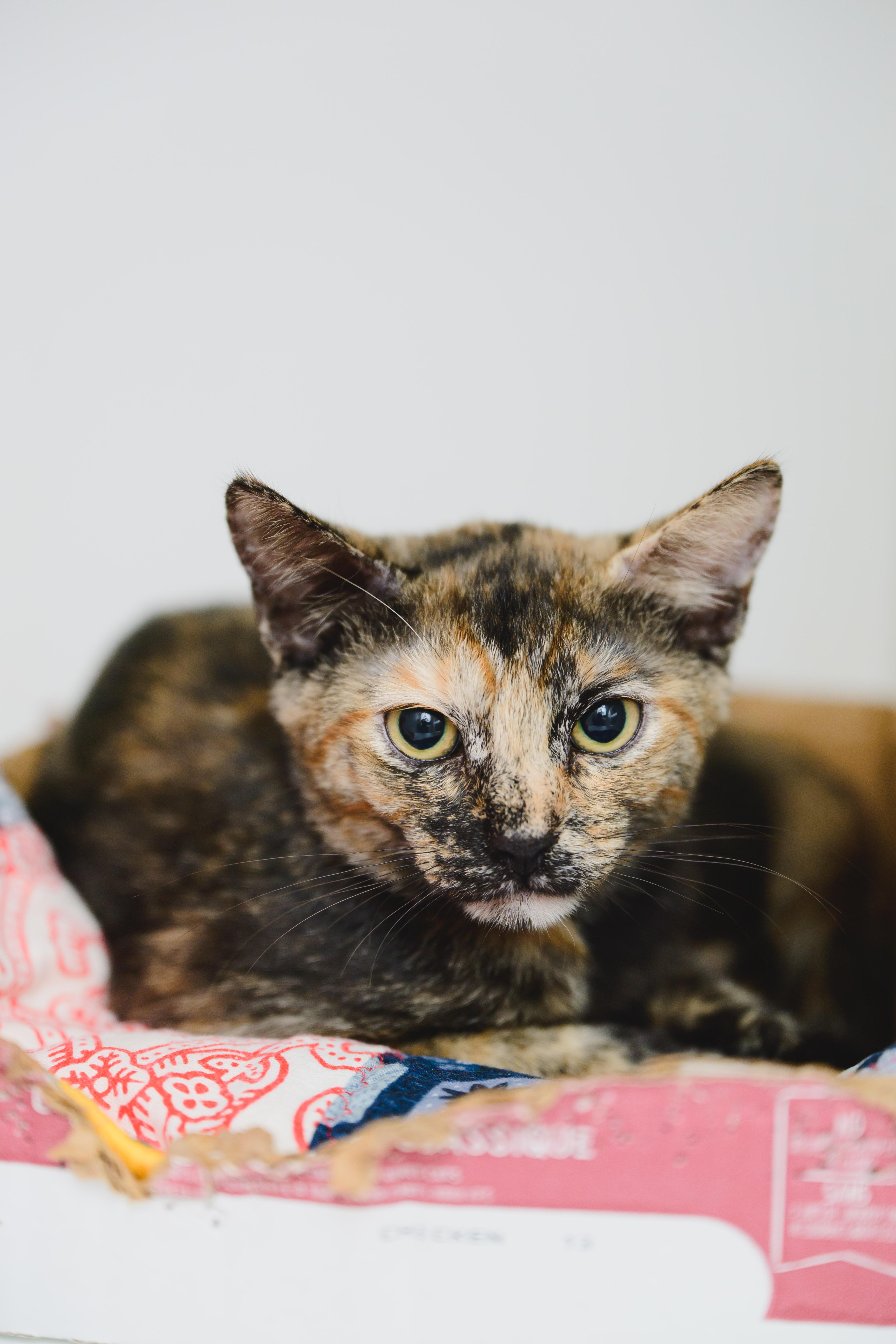 Enlarge Petunia, a Adoptable Domestic Short Hair in Honolulu, HI image 2/6