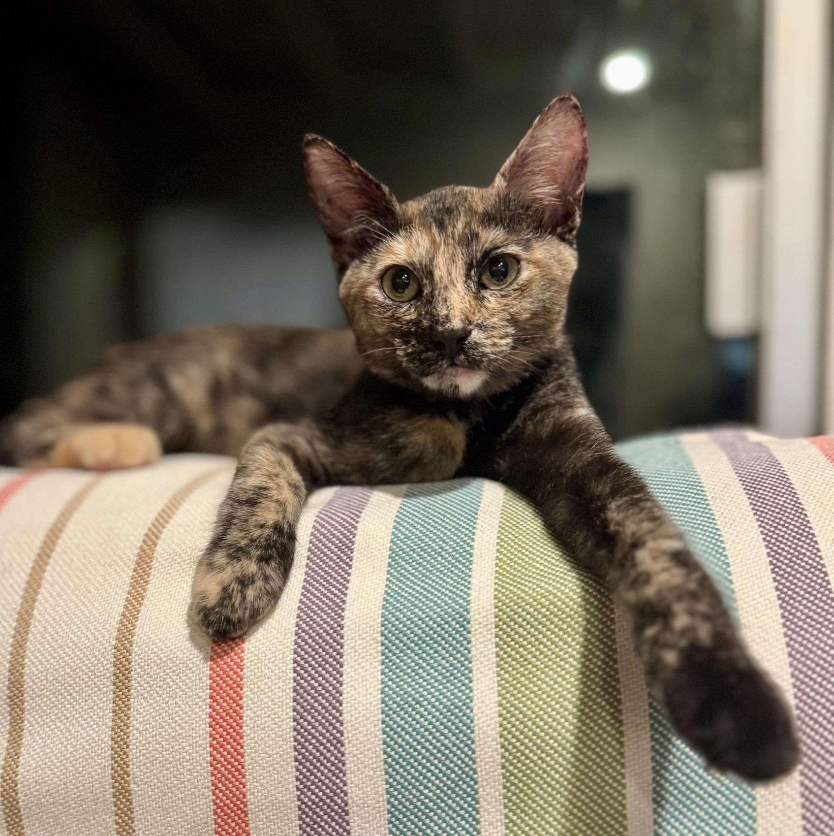 Enlarge Petunia, a Adoptable Domestic Short Hair in Honolulu, HI image 3/6