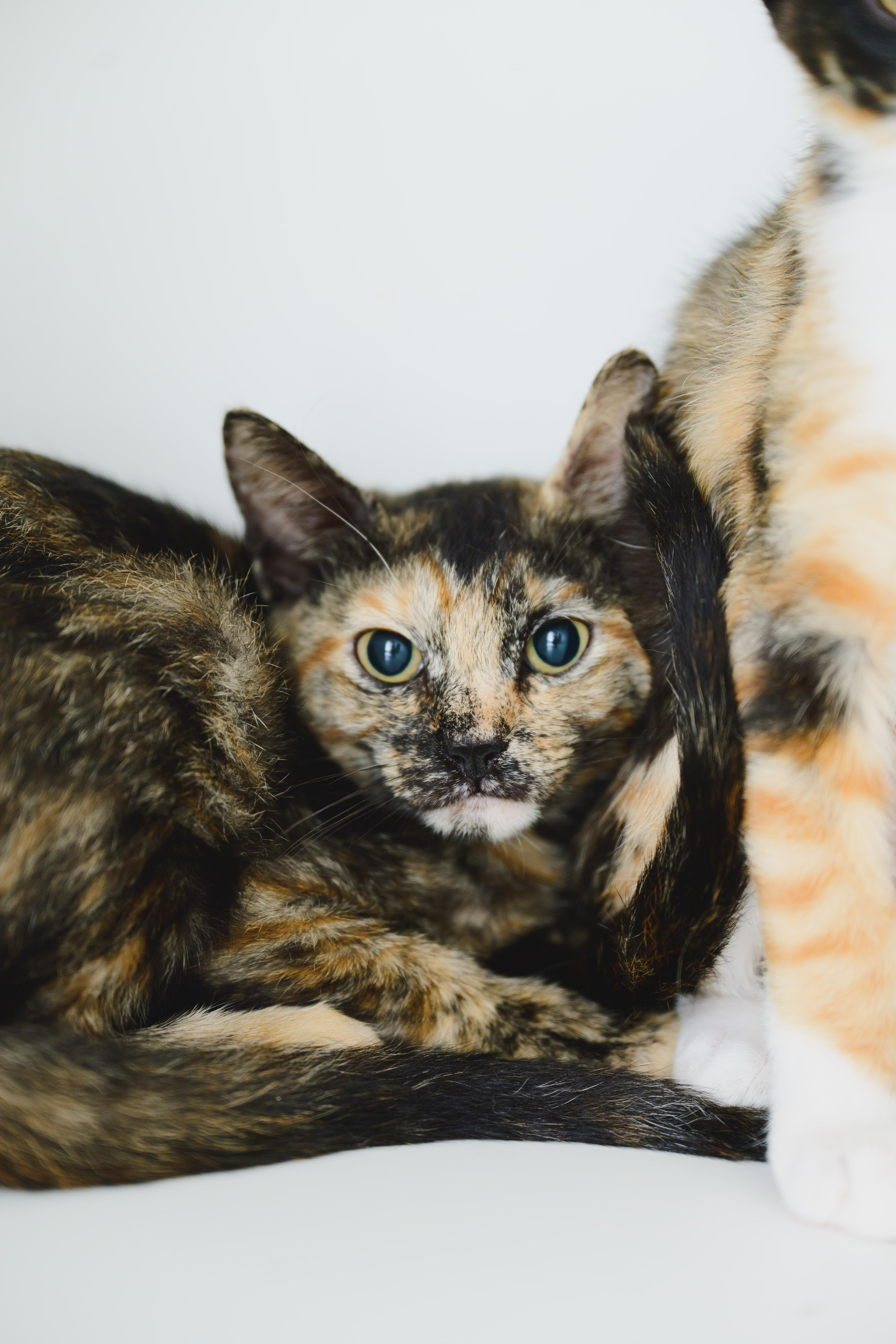 Enlarge Petunia, a Adoptable Domestic Short Hair in Honolulu, HI image 4/6