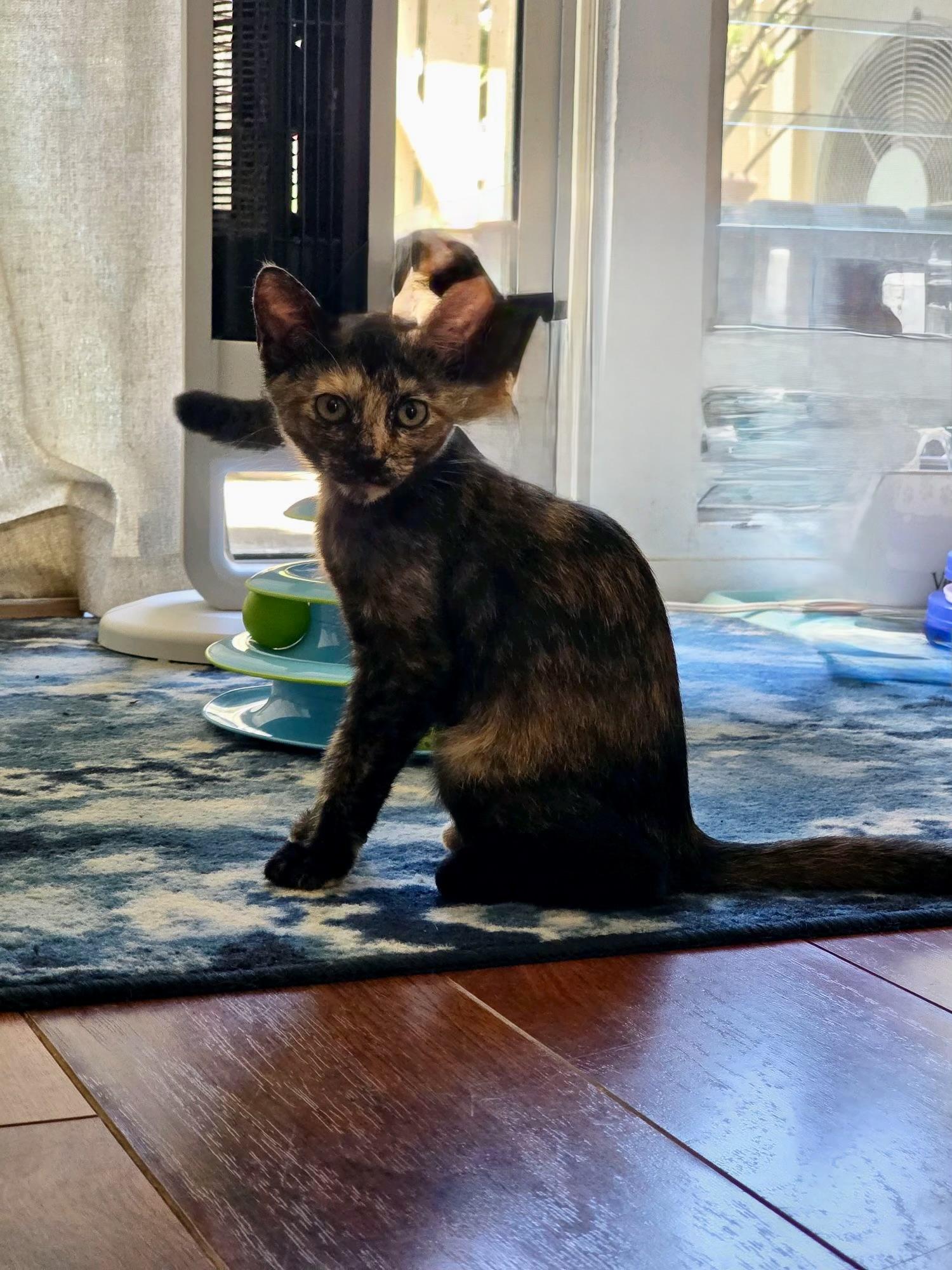 Enlarge Petunia, a Adoptable Domestic Short Hair in Honolulu, HI image 6/6