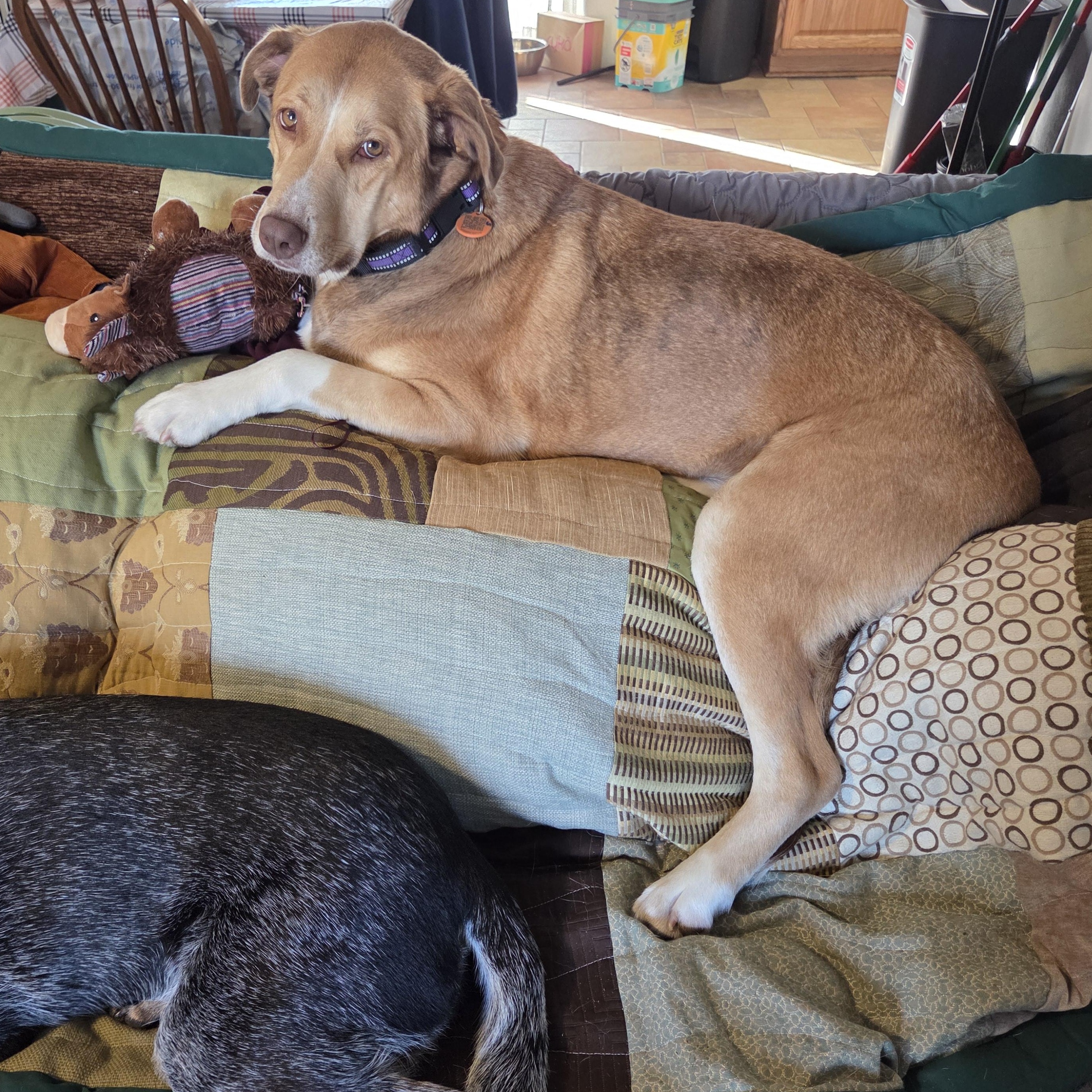 Sienna A+ thumbnail 4