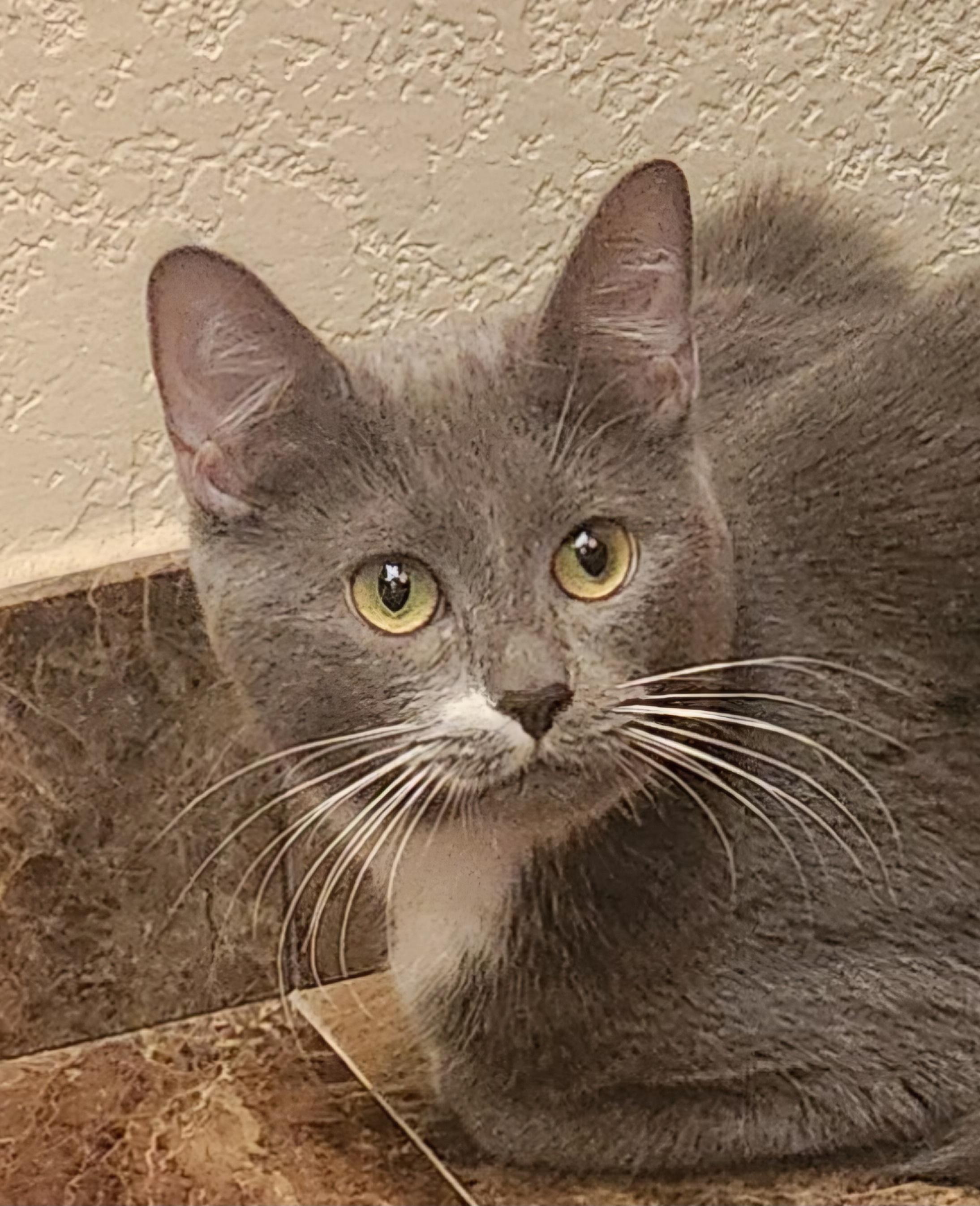 Latte, Adoptable, Young Female Domestic Short Hair.