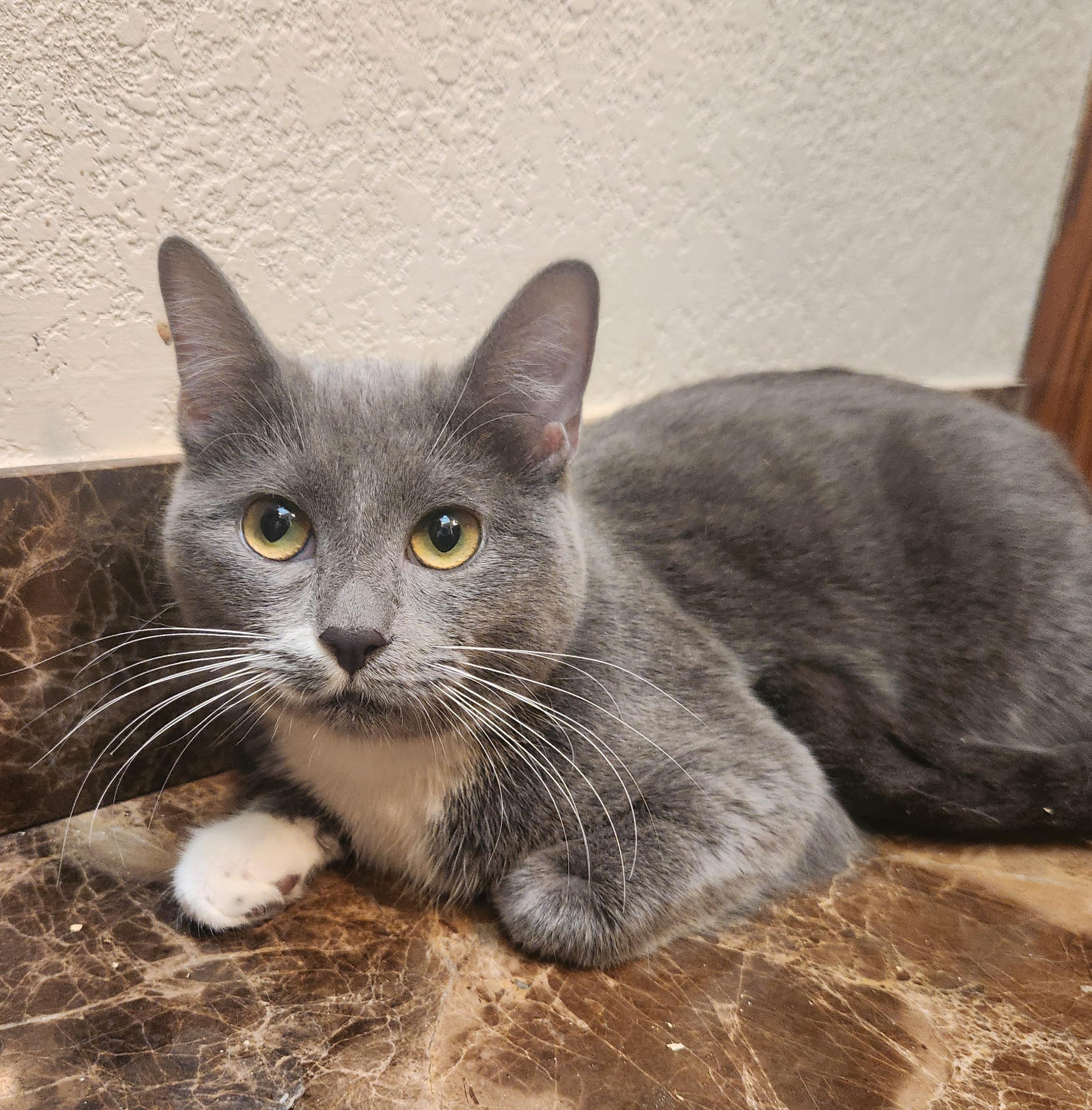 Latte, a Adoptable Domestic Short Hair in Oklahoma City, OK image 2/5