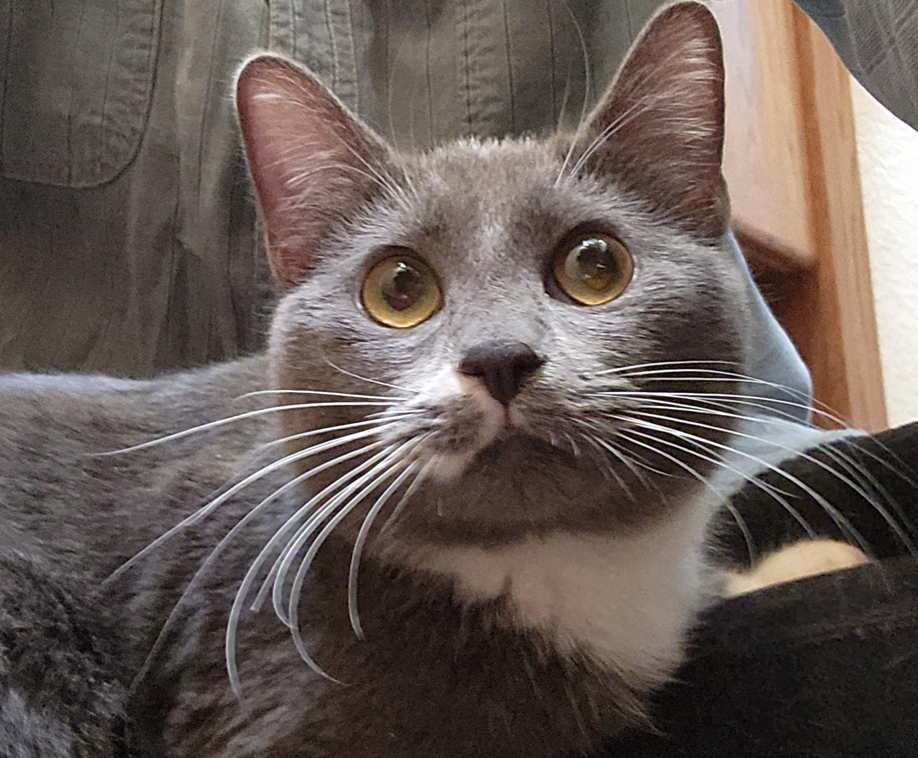 Latte, a Adoptable Domestic Short Hair in Oklahoma City, OK image 4/5