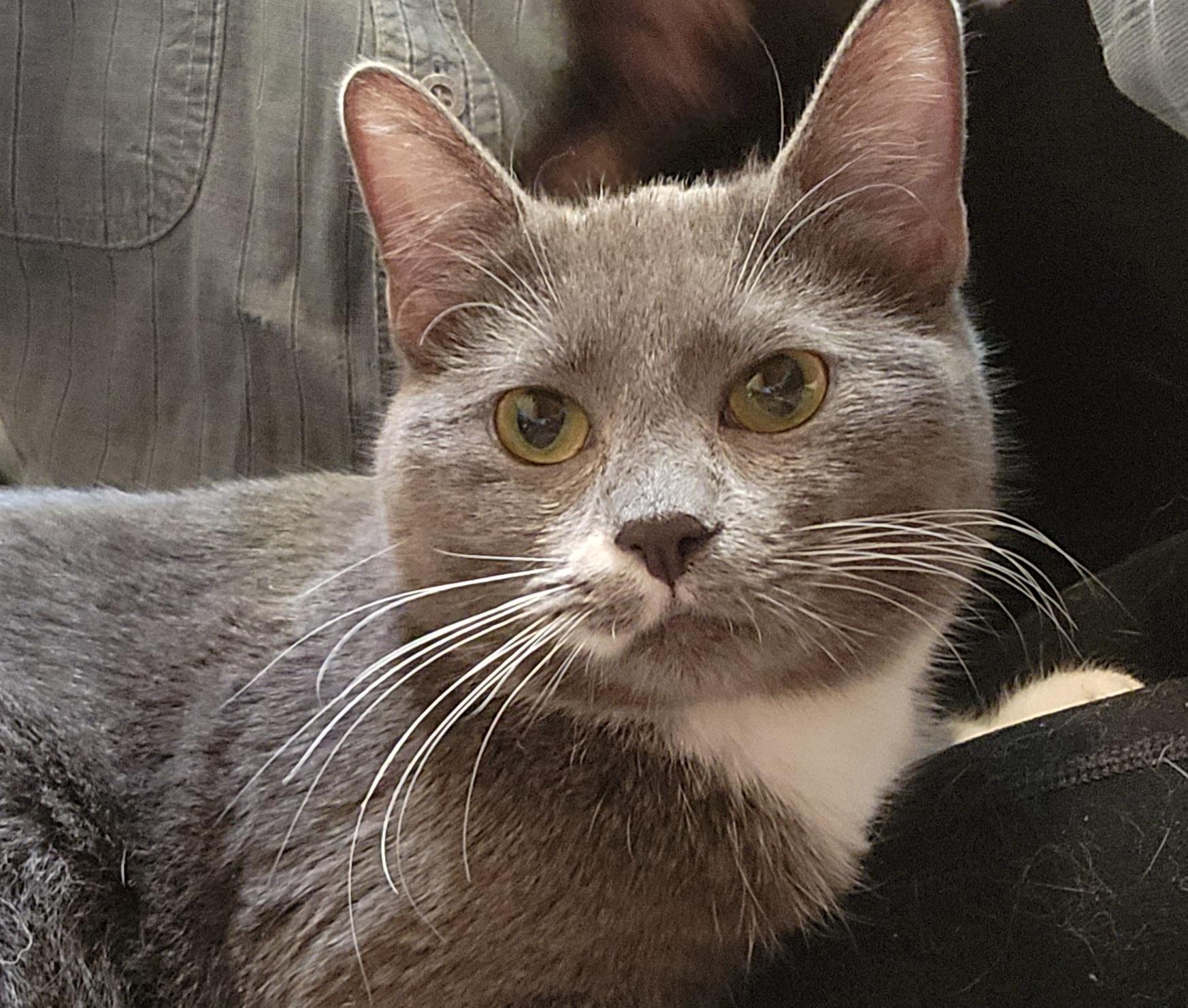 Latte, a Adoptable Domestic Short Hair in Oklahoma City, OK image 3/5