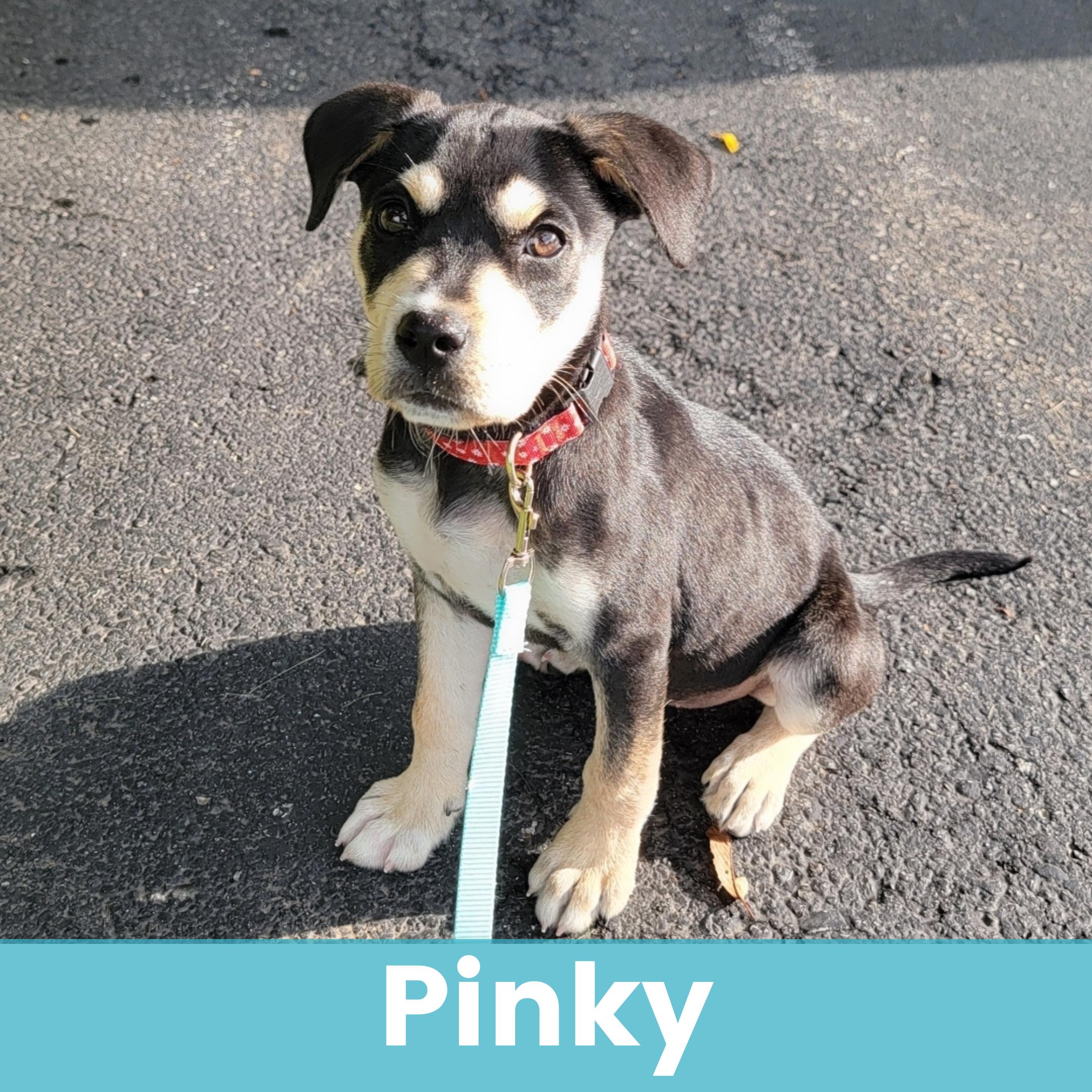 Pinky, adopted, Puppy Female Mixed Breed.