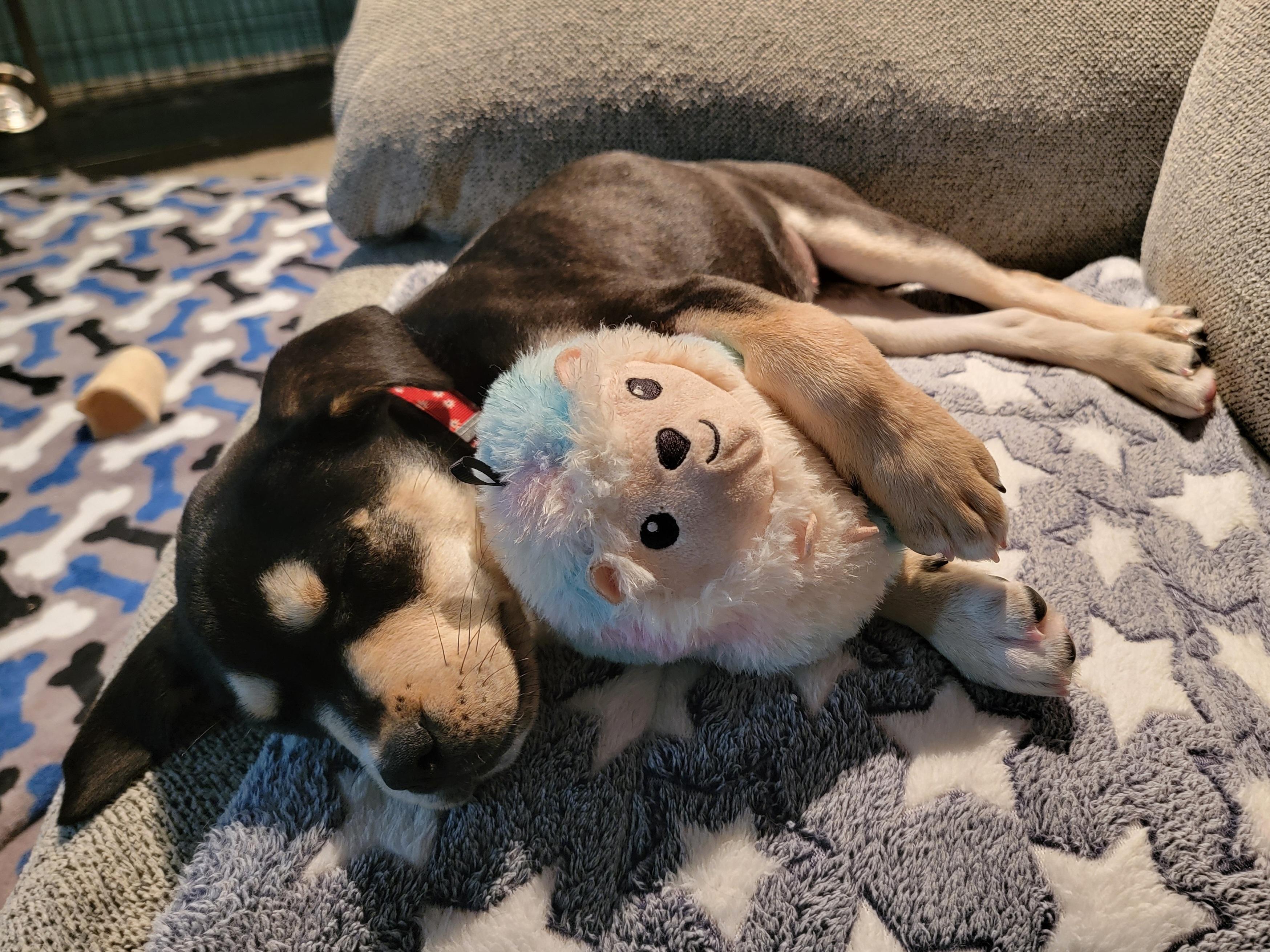 Pinky, an adopted Mixed Breed in Rochester , NY image 6/6