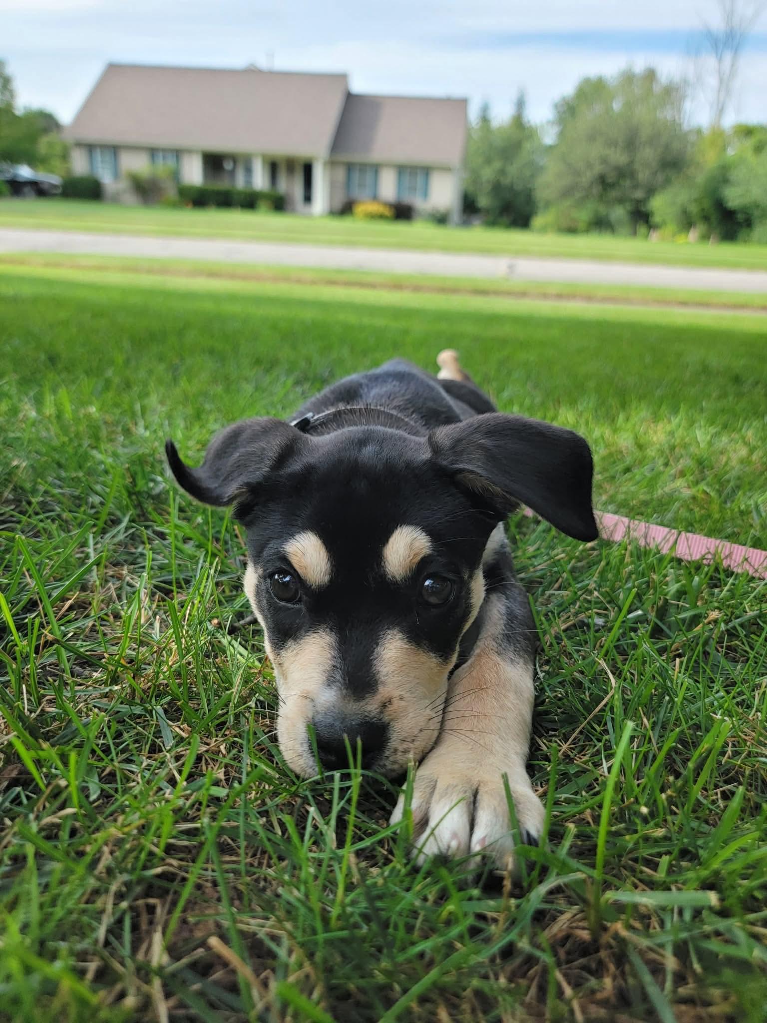 Pinky, an adopted Mixed Breed in Rochester , NY image 2/6