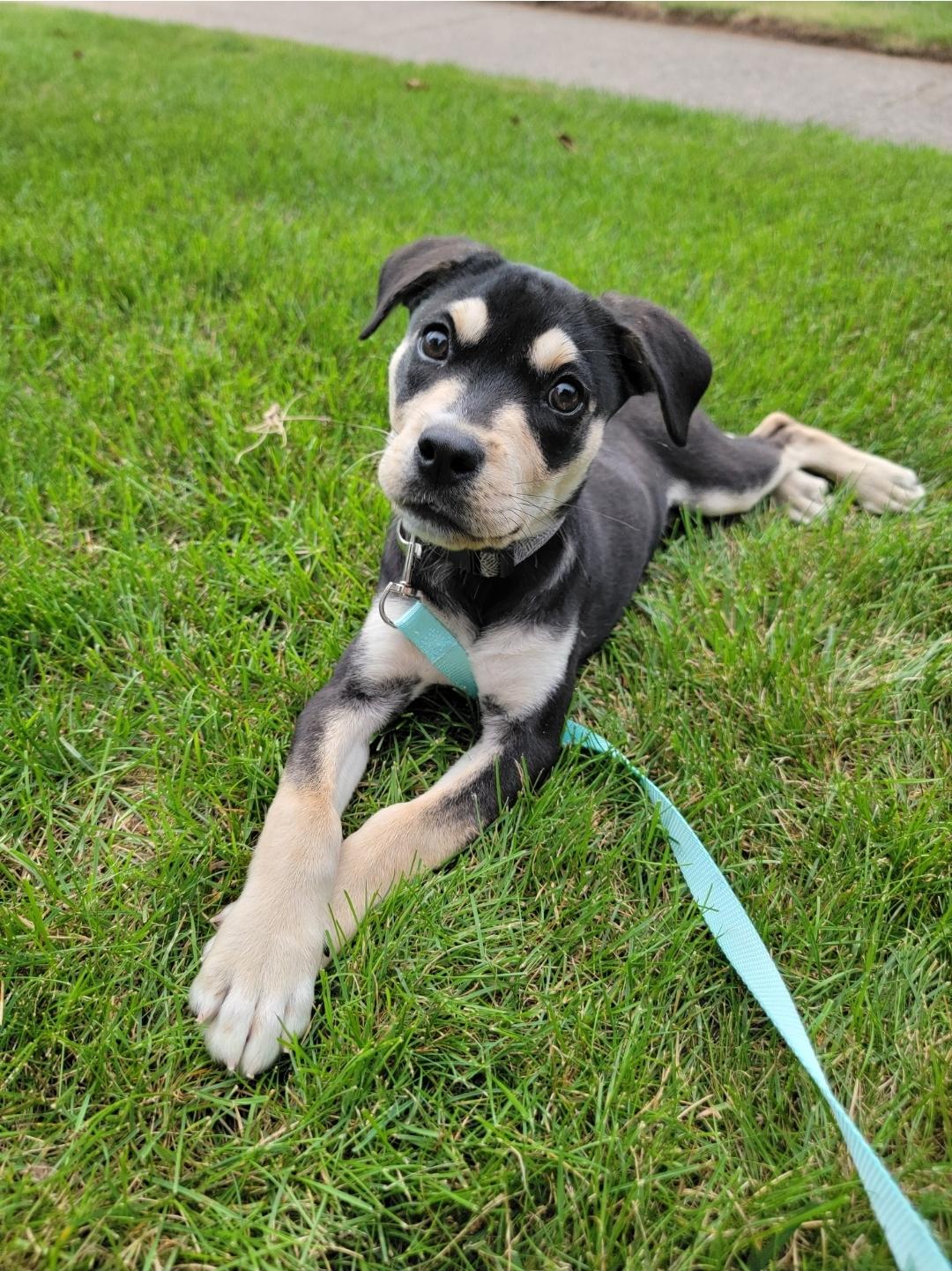 Pinky, an adopted Mixed Breed in Rochester , NY image 3/6