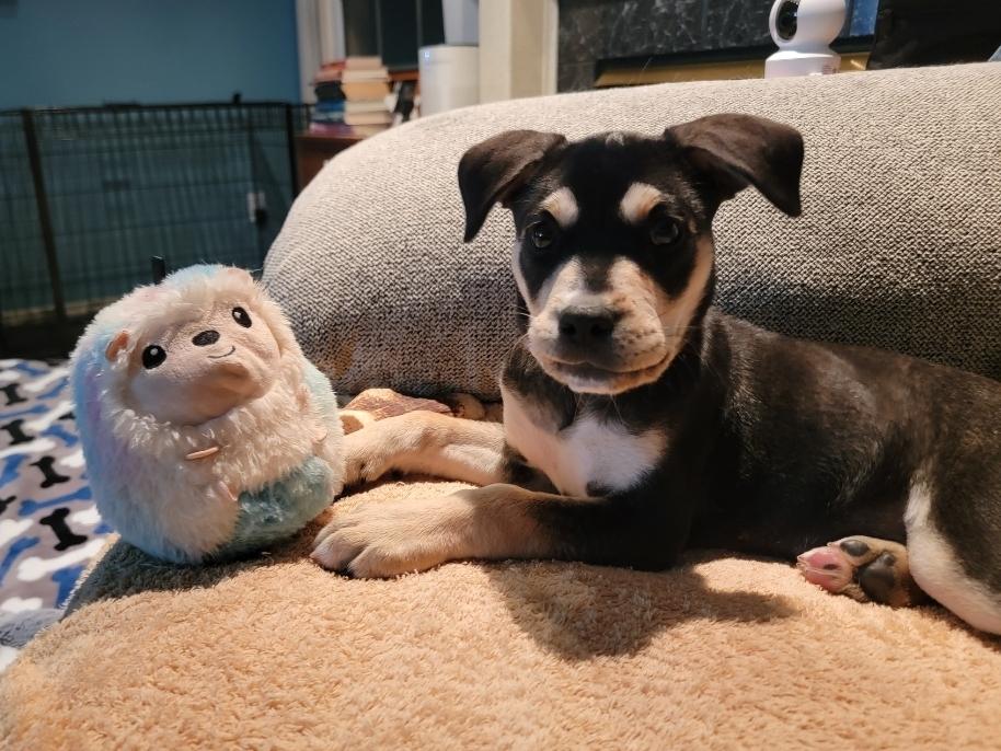Pinky, an adopted Mixed Breed in Rochester , NY image 5/6