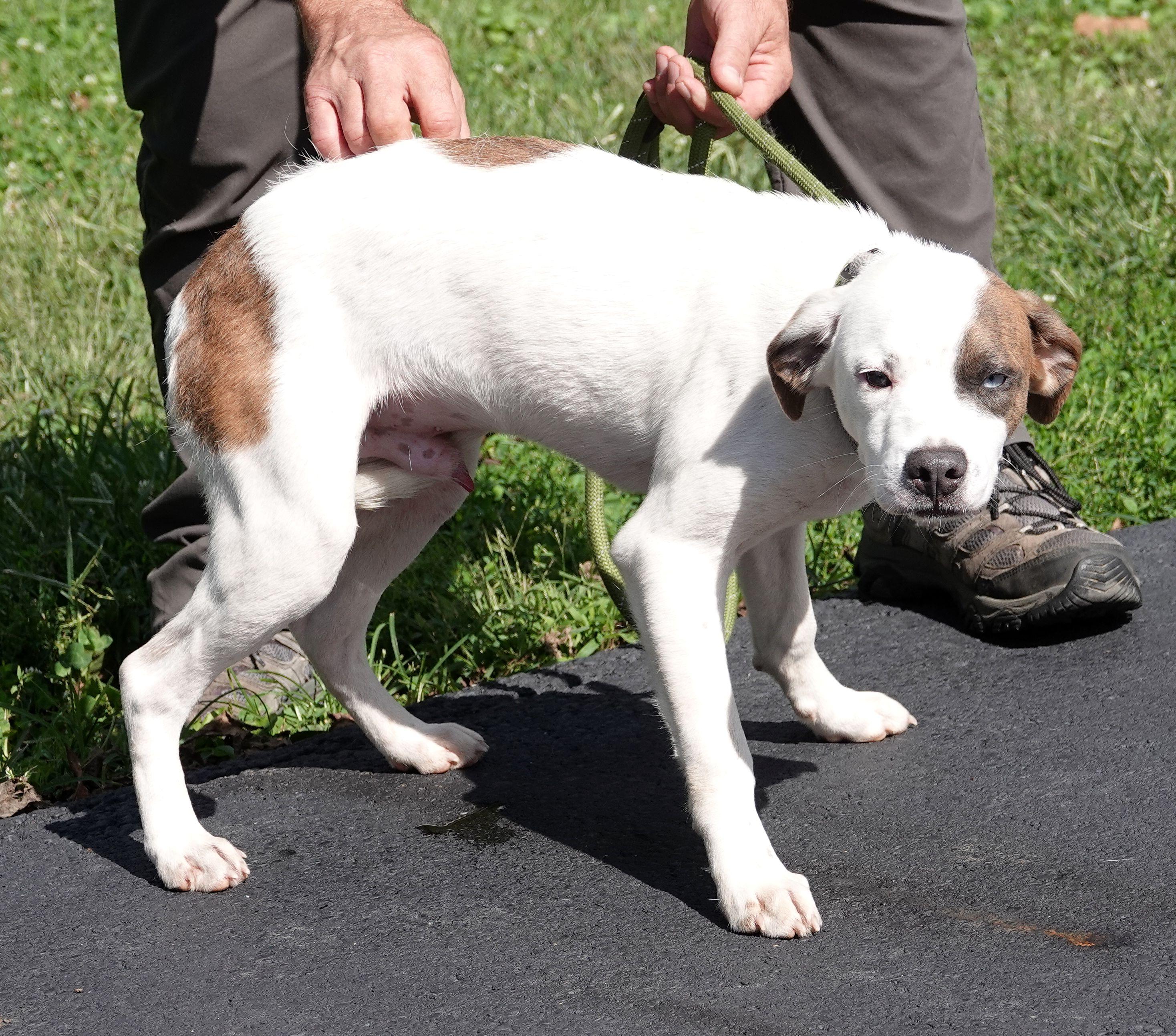 Enlarge Winston, a Adoptable mixed breed in Millfield, OH image 3/3