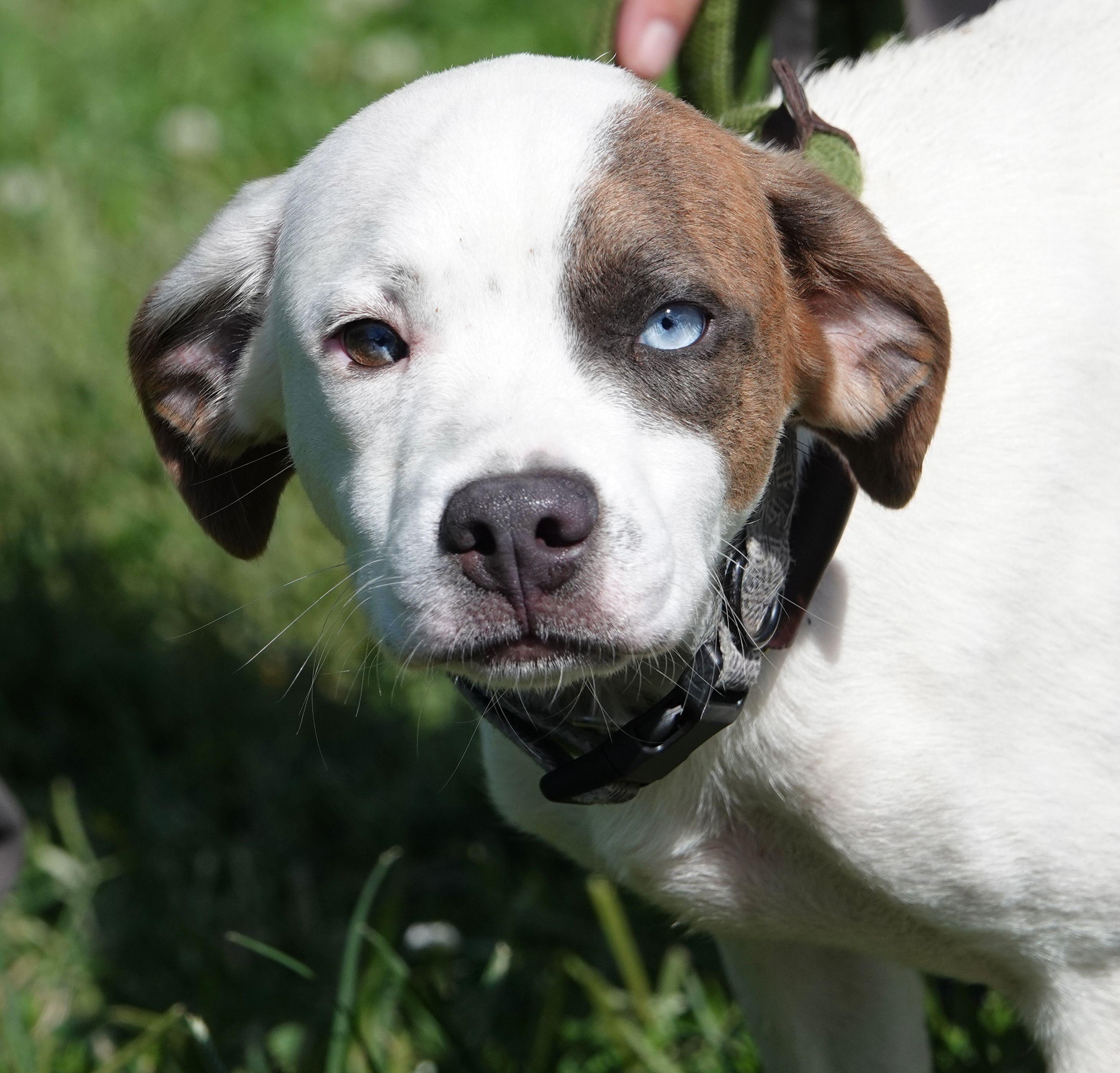 Winston, Adoptable, Puppy Male Terrier.