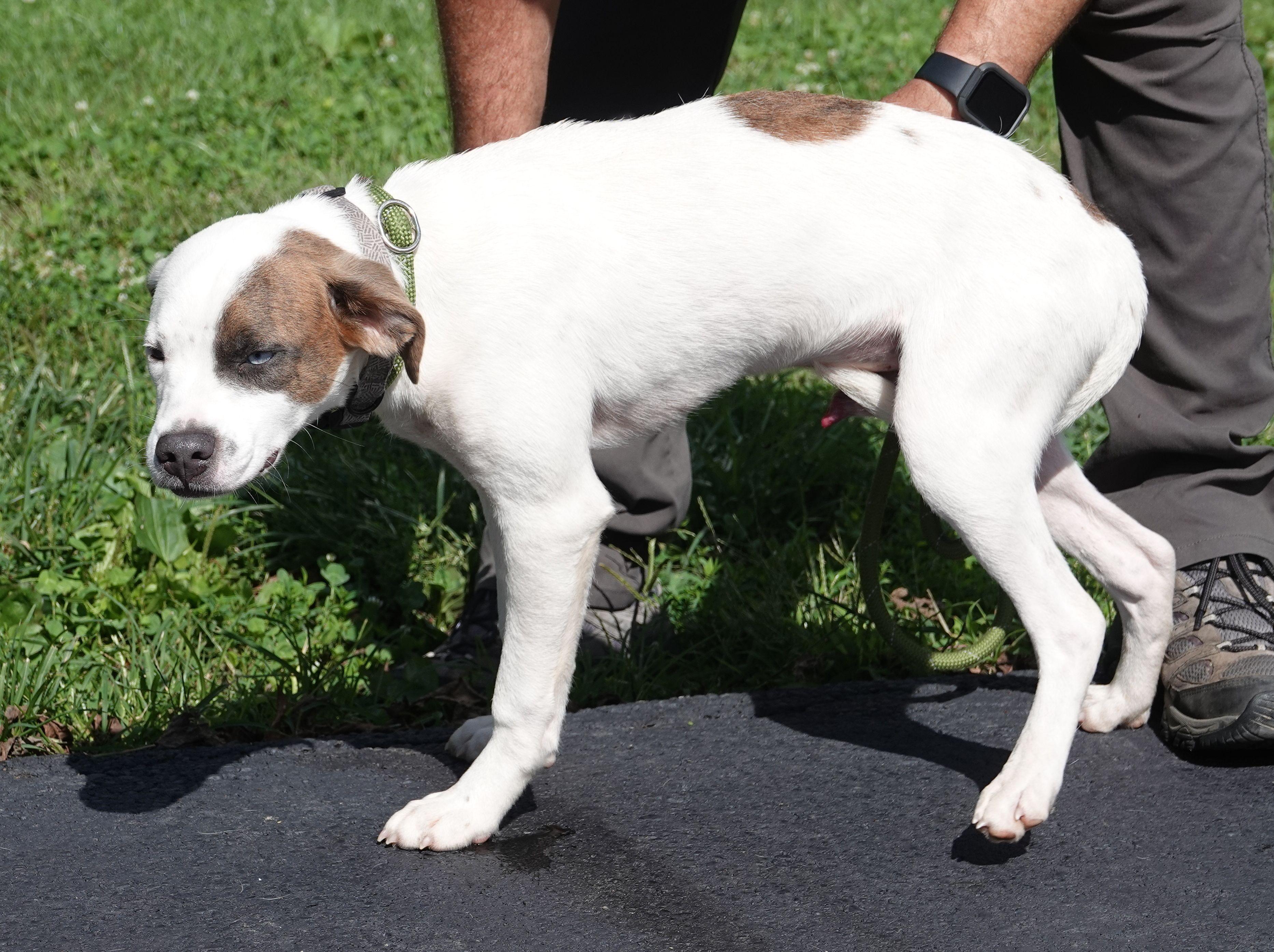 Enlarge Winston, a Adoptable mixed breed in Millfield, OH image 2/3
