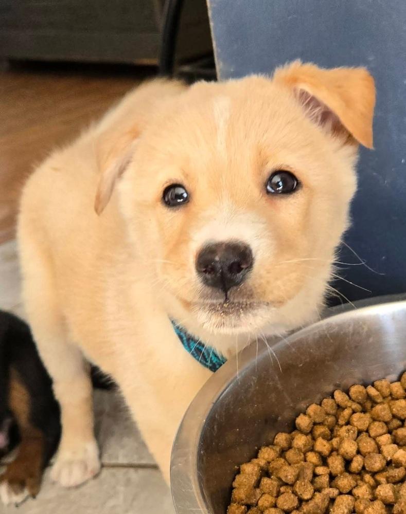 Vixen, Adoptable, Puppy Female German Shepherd Dog & Australian Shepherd.