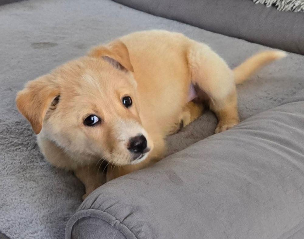 Enlarge Vixen, a Adoptable mixed breed in Sedalia, CO image 2/4