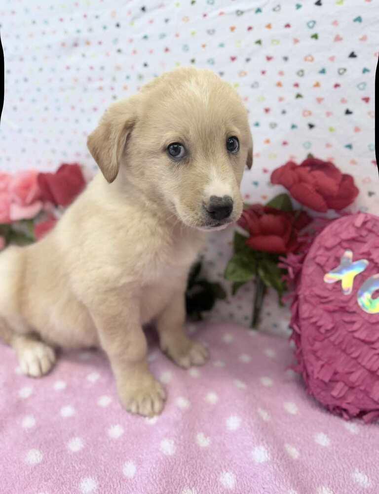 Enlarge Vixen, a Adoptable mixed breed in Sedalia, CO image 4/4