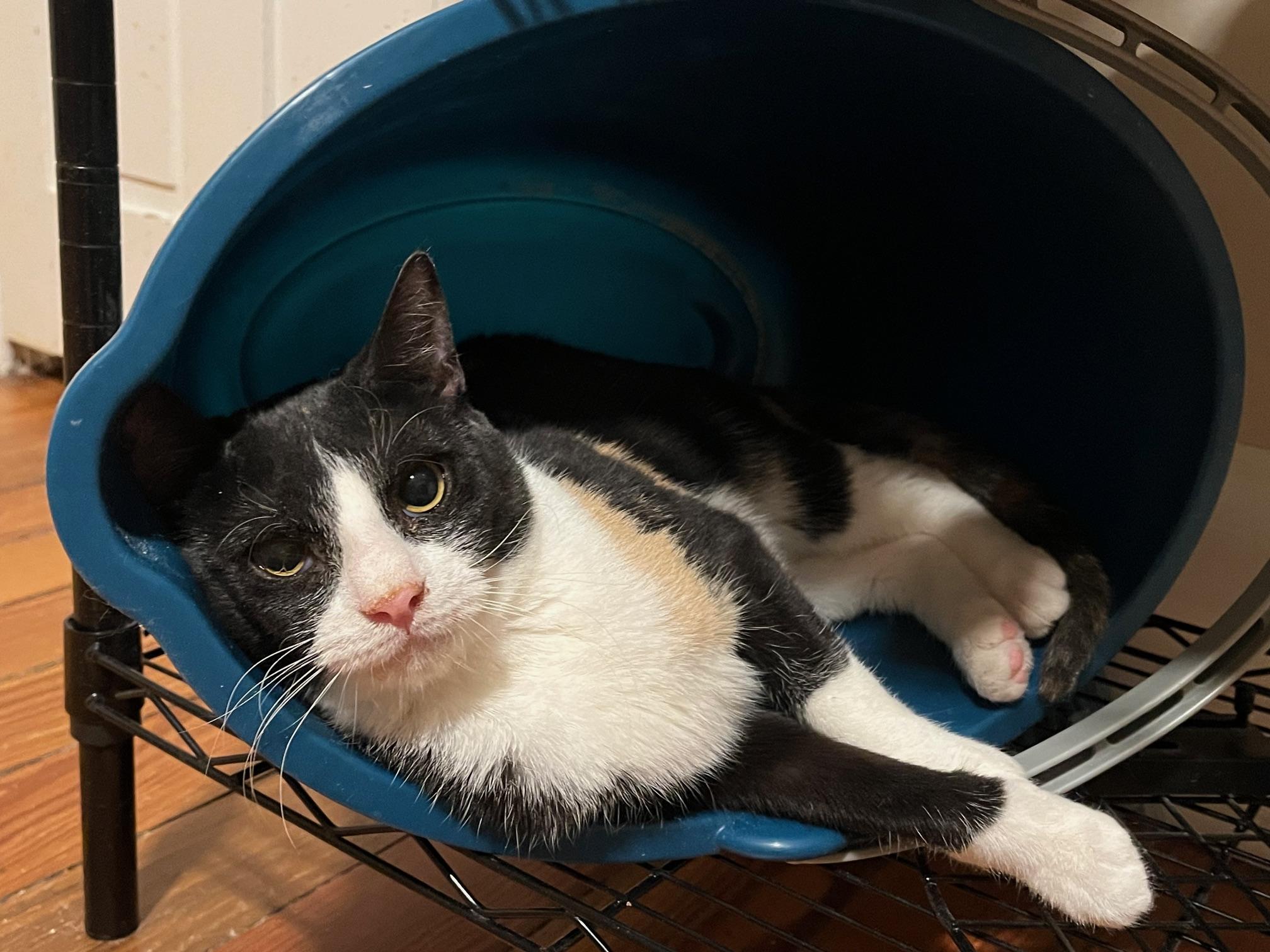 Enlarge Ophelia, a Adoptable Domestic Short Hair in Martinsburg, WV image 3/3