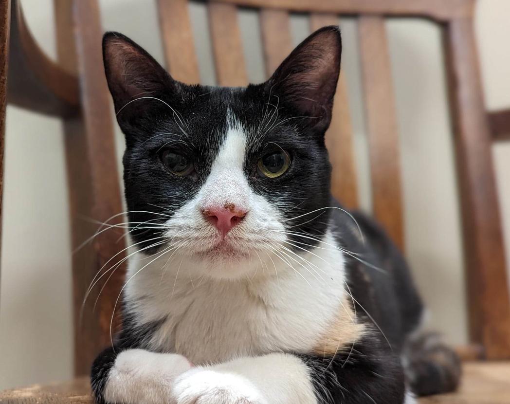 Enlarge Ophelia, a Adoptable Domestic Short Hair in Martinsburg, WV image 1/3