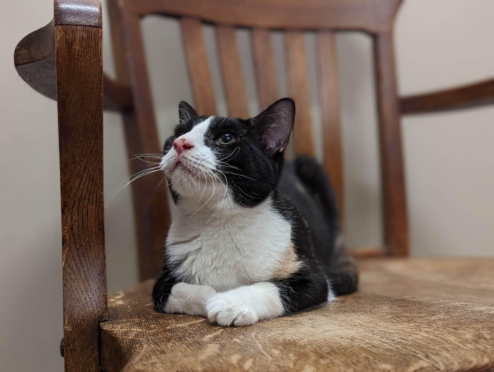 Enlarge Ophelia, a Adoptable Domestic Short Hair in Martinsburg, WV image 2/3