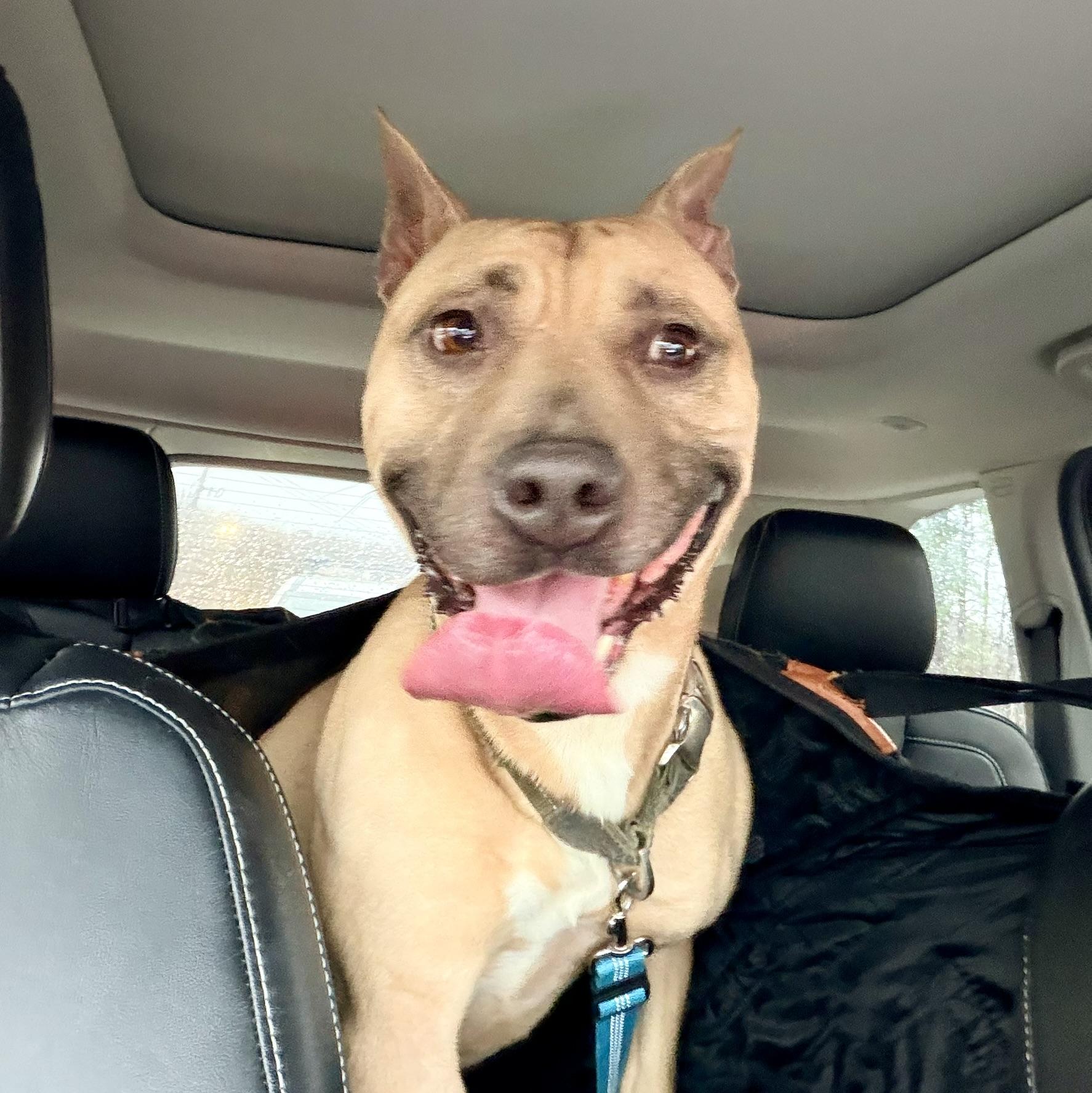 Enlarge Homer, a Adoptable mixed breed in Petersburg, VA image 2/6