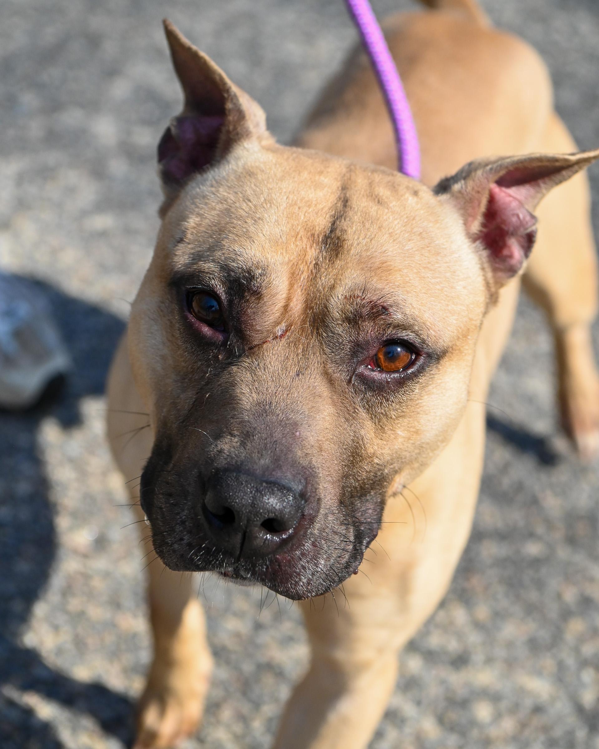 Enlarge Homer, a Adoptable mixed breed in Petersburg, VA image 1/6