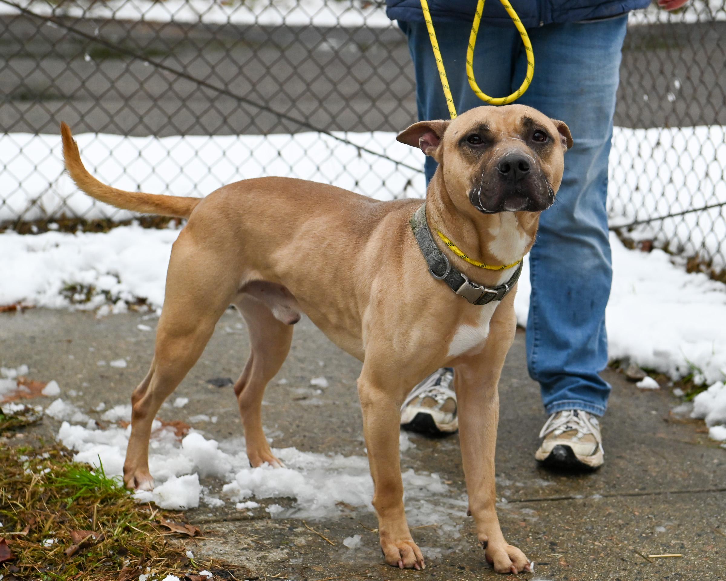 Homer, a Adoptable mixed breed in Petersburg, VA image 1/6