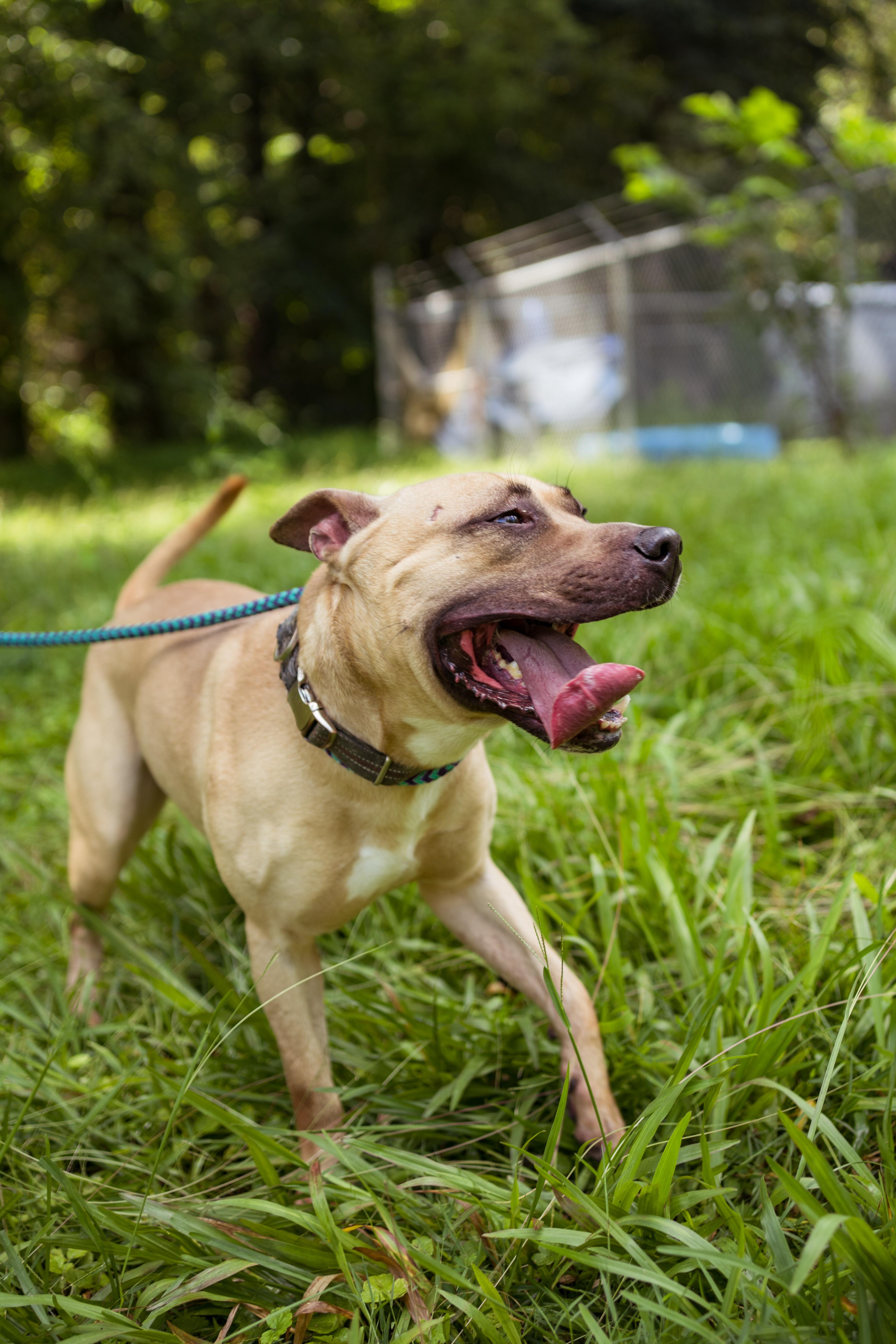 Homer, Adoptable, Adult Male Pit Bull Terrier.