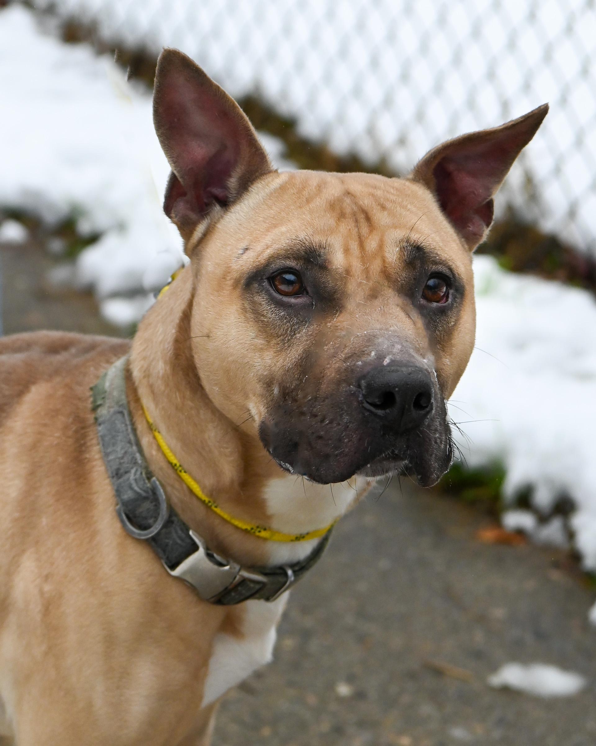 Homer, a Adoptable mixed breed in Petersburg, VA image 3/6