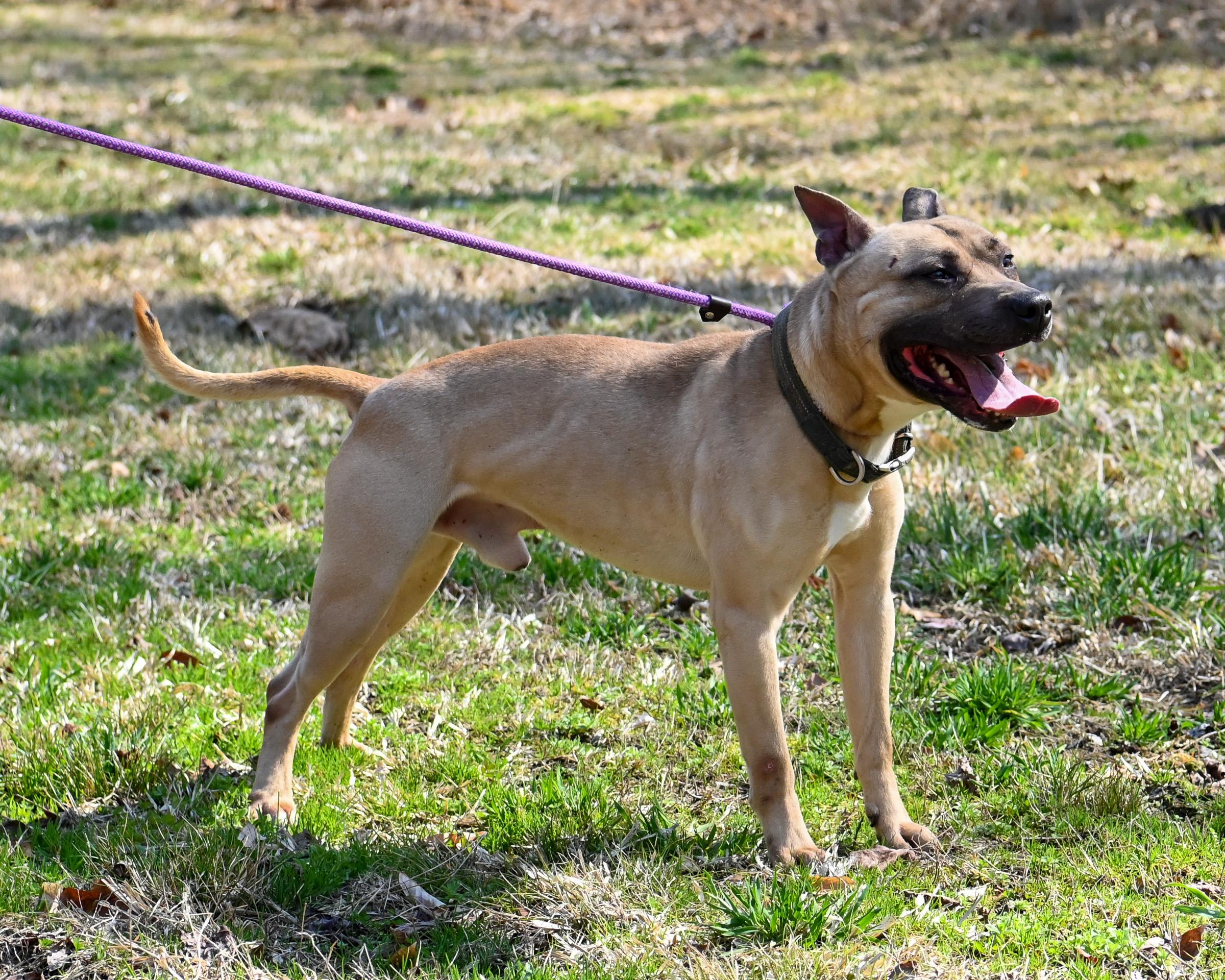 Enlarge Homer, a Adoptable mixed breed in Petersburg, VA image 4/6