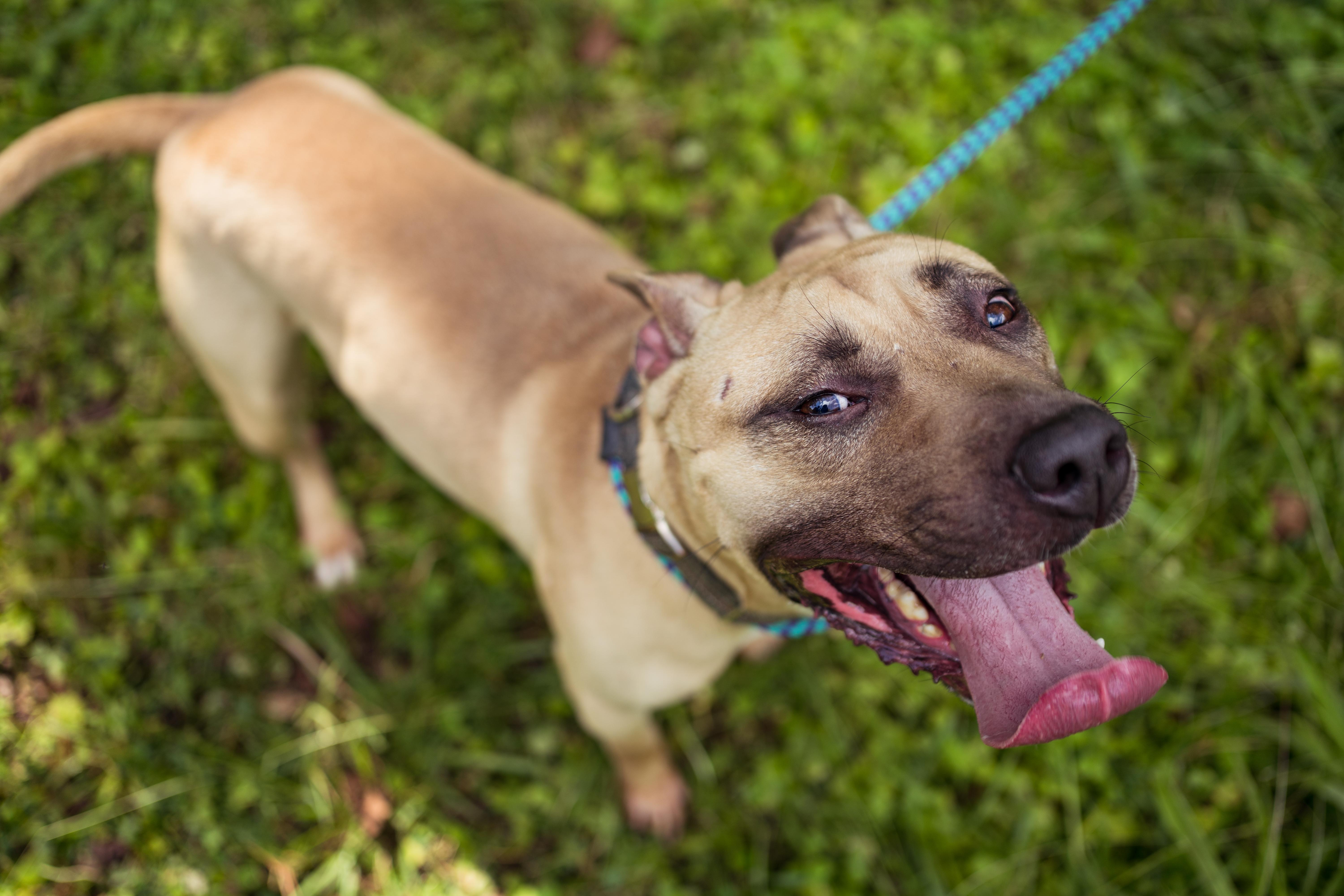 Homer, a Adoptable mixed breed in Petersburg, VA image 5/6