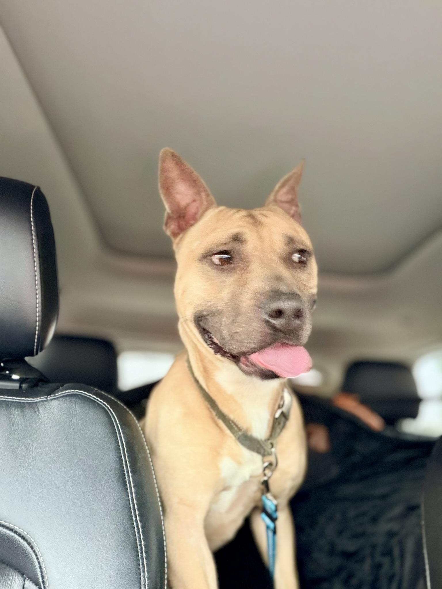 Homer, Adoptable, Adult Male Pit Bull Terrier.