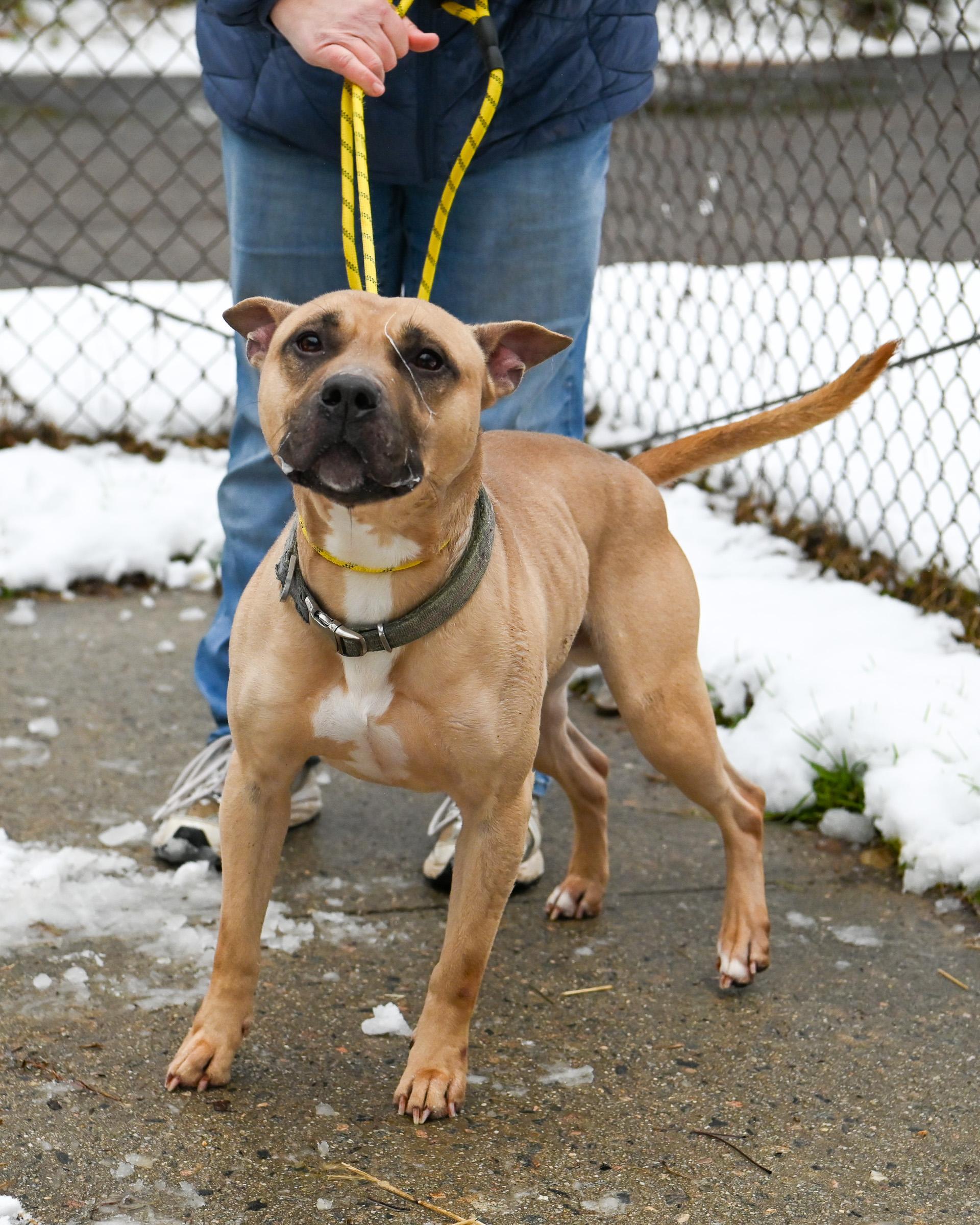 Homer, a Adoptable mixed breed in Petersburg, VA image 4/6