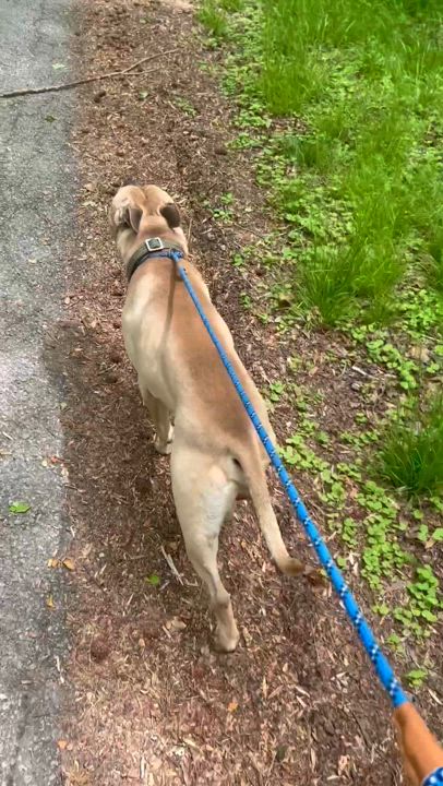 Enlarge Homer, a Adoptable mixed breed in Petersburg, VA video 6/6