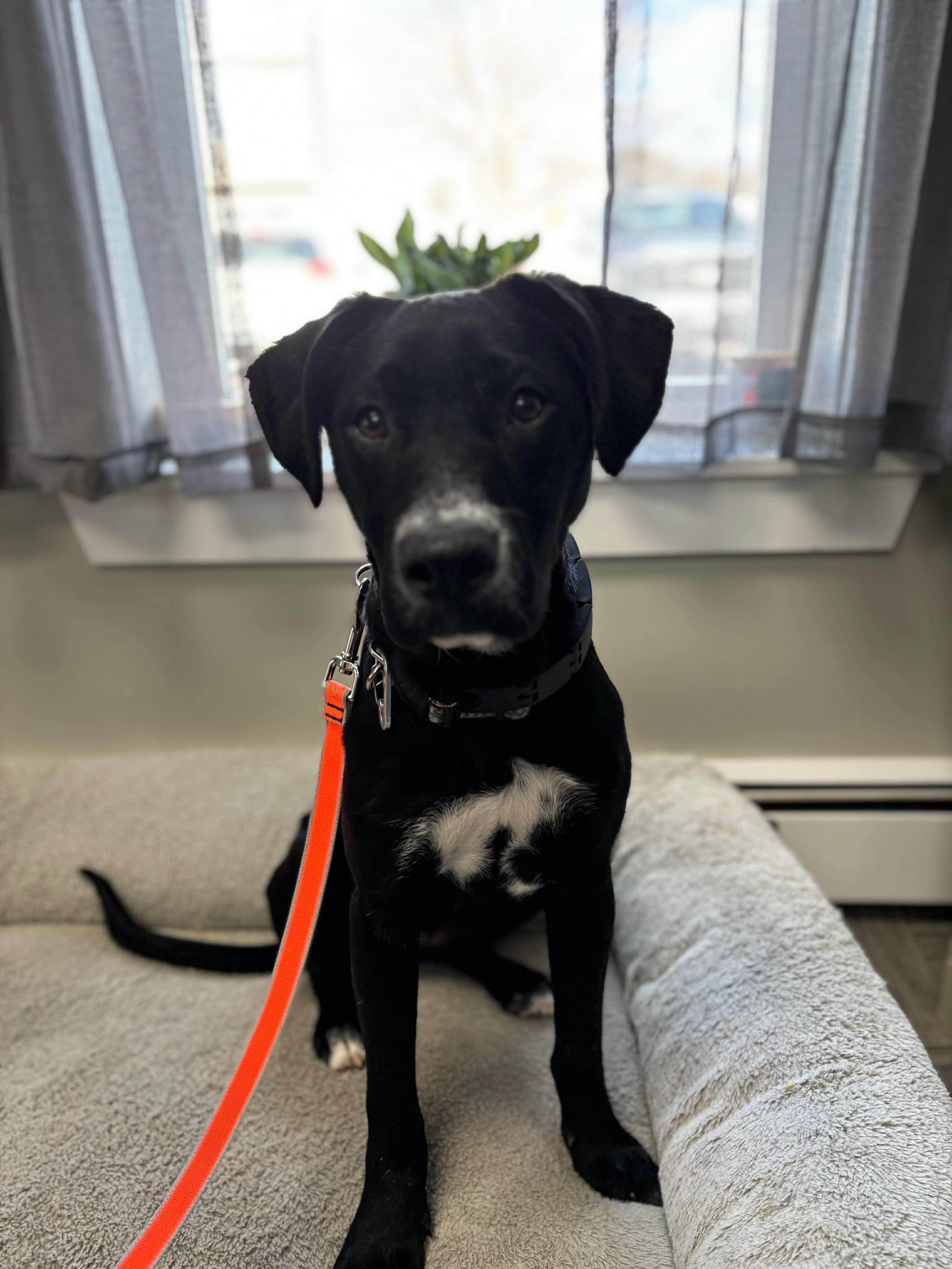 Gracie, Adoptable, Young Female Black Labrador Retriever.