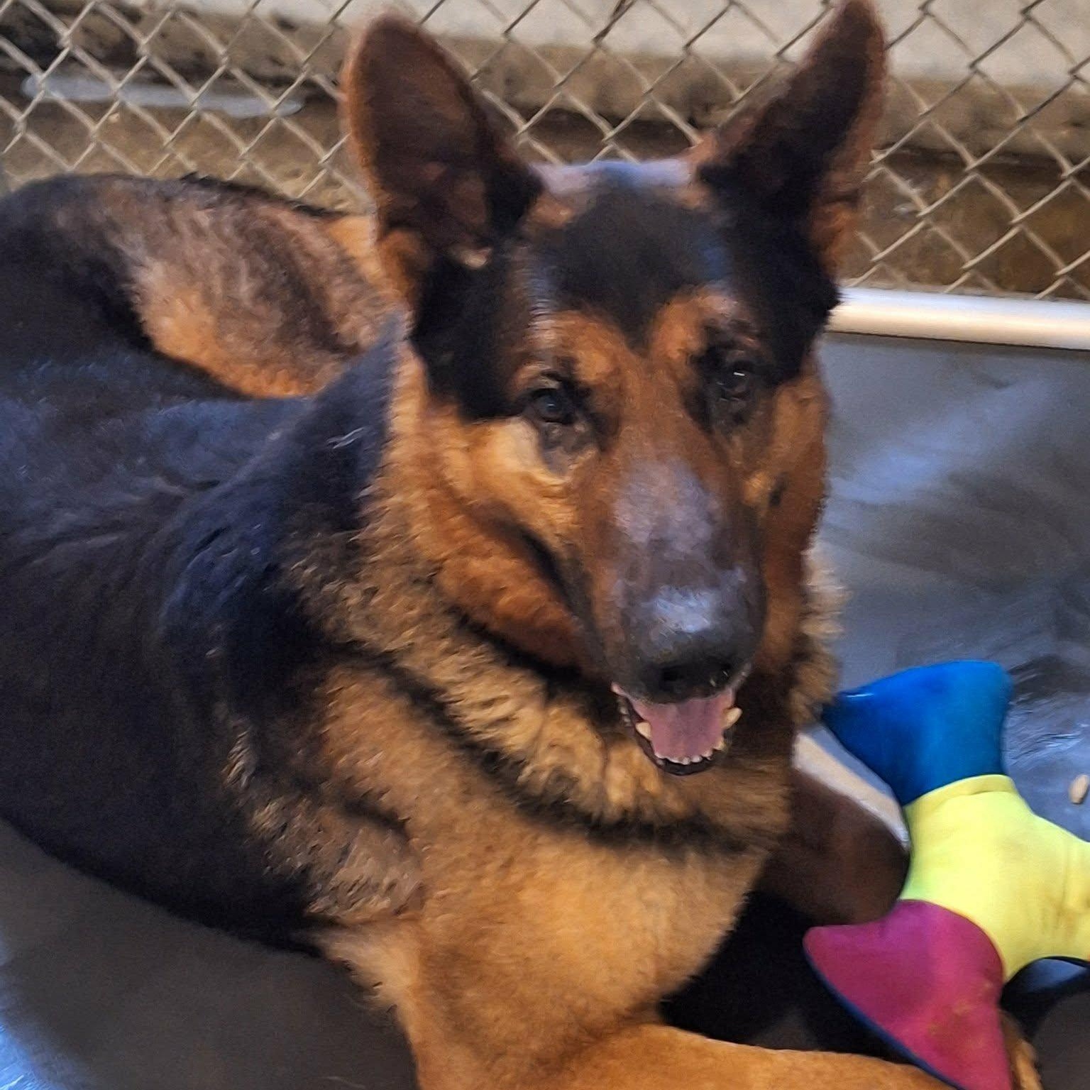 Bear, an adopted German Shepherd Dog in Saint Marys, WV image 4/6